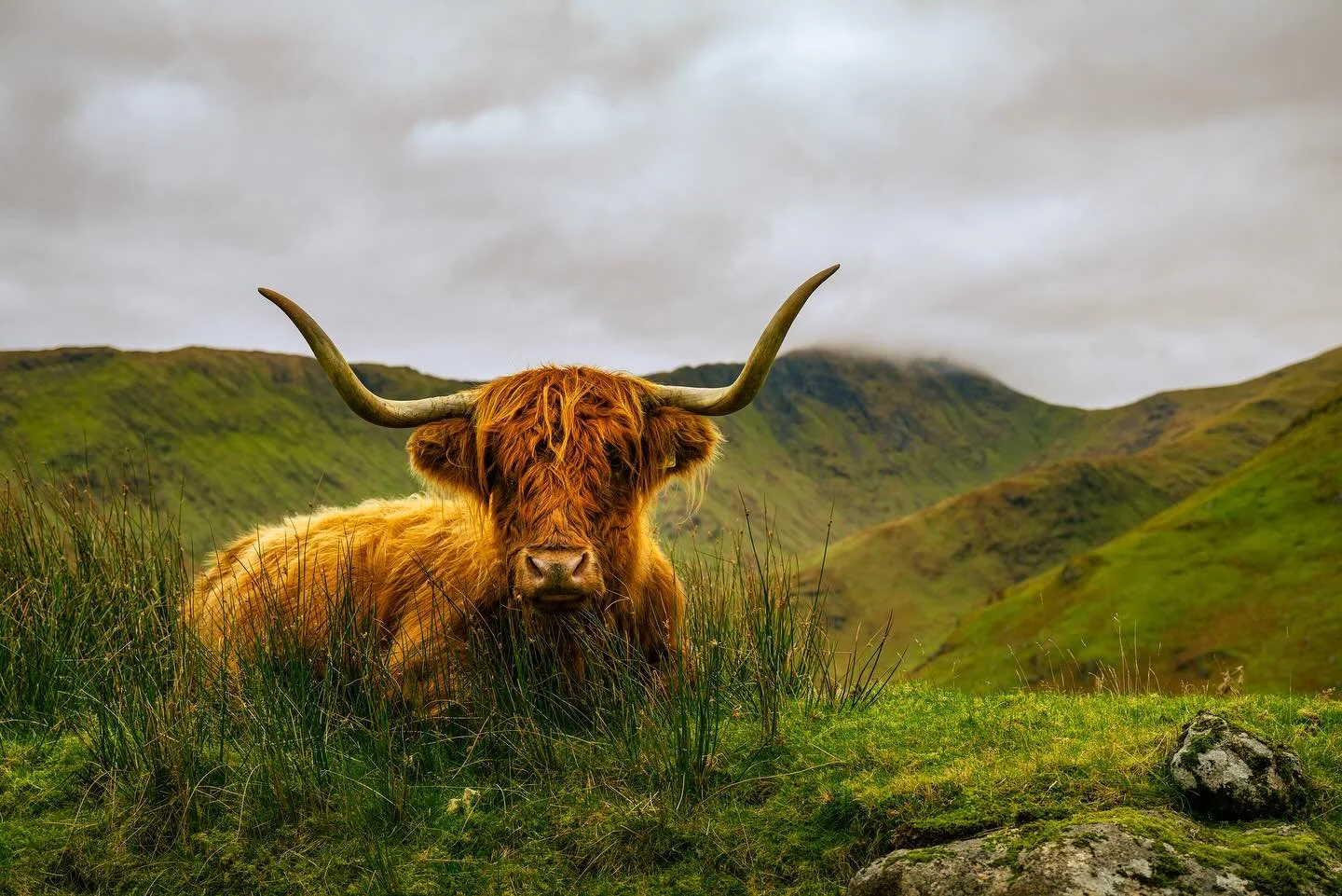 Sometimes the hills don’t give us the weather we would want, but at least there are some friendly locals to keep the spirits up!
#scotland #highlandcow #munro #hiking #photography #isthiswildlifephotography