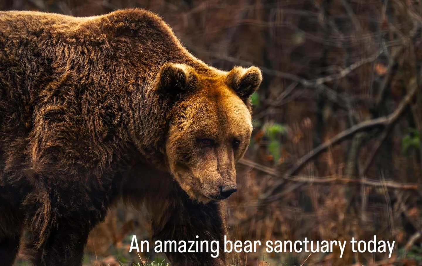 Went to an amazing place today called libearty bear sanctuary, near Zarnesti. 
A place dedicated to rescuing bears, both from captivity and orphaned bears in the wild. 
Rom&acirc;nia has a complex relationship with bears, and history of many abused c