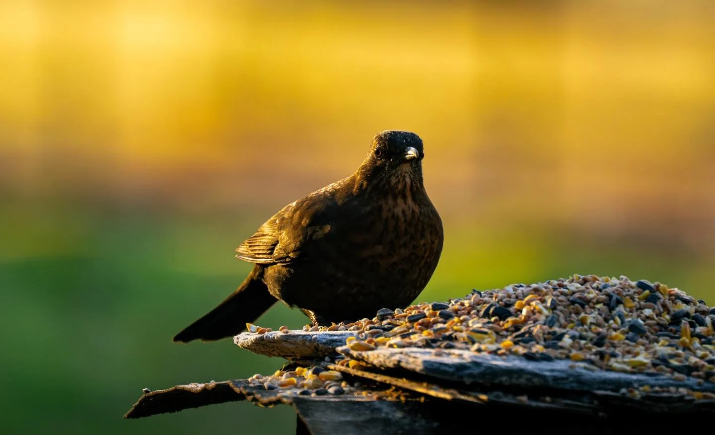 Some shots of garden birds we see at our feeder - 3 of 19 species so far since moving here at the end of October. 

#photography #birdlife #gardenbirds #wildlifephotography #scotland