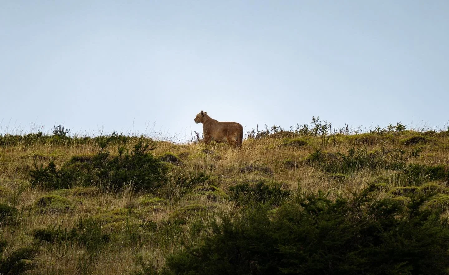 Amazingly lucky to have spotted not one, not two, but three puma on a day sightseeing around Torres del Paine. 
Absolutely amazing animals and surprised that we saw this particular individual just standing beside the road before it disappeared over a