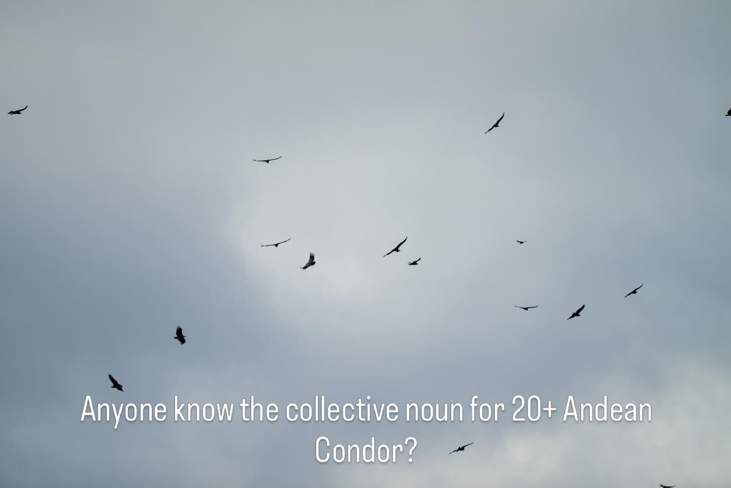 Anyone know the collective noun for condor? We came across a carcass and there was upwards of 20 of these massive birds circling and feeding from it. 
Spectacular sight to witness. 
Torres del Paine keeps delivering. 

@patagoniacamp 

#condor #birdw