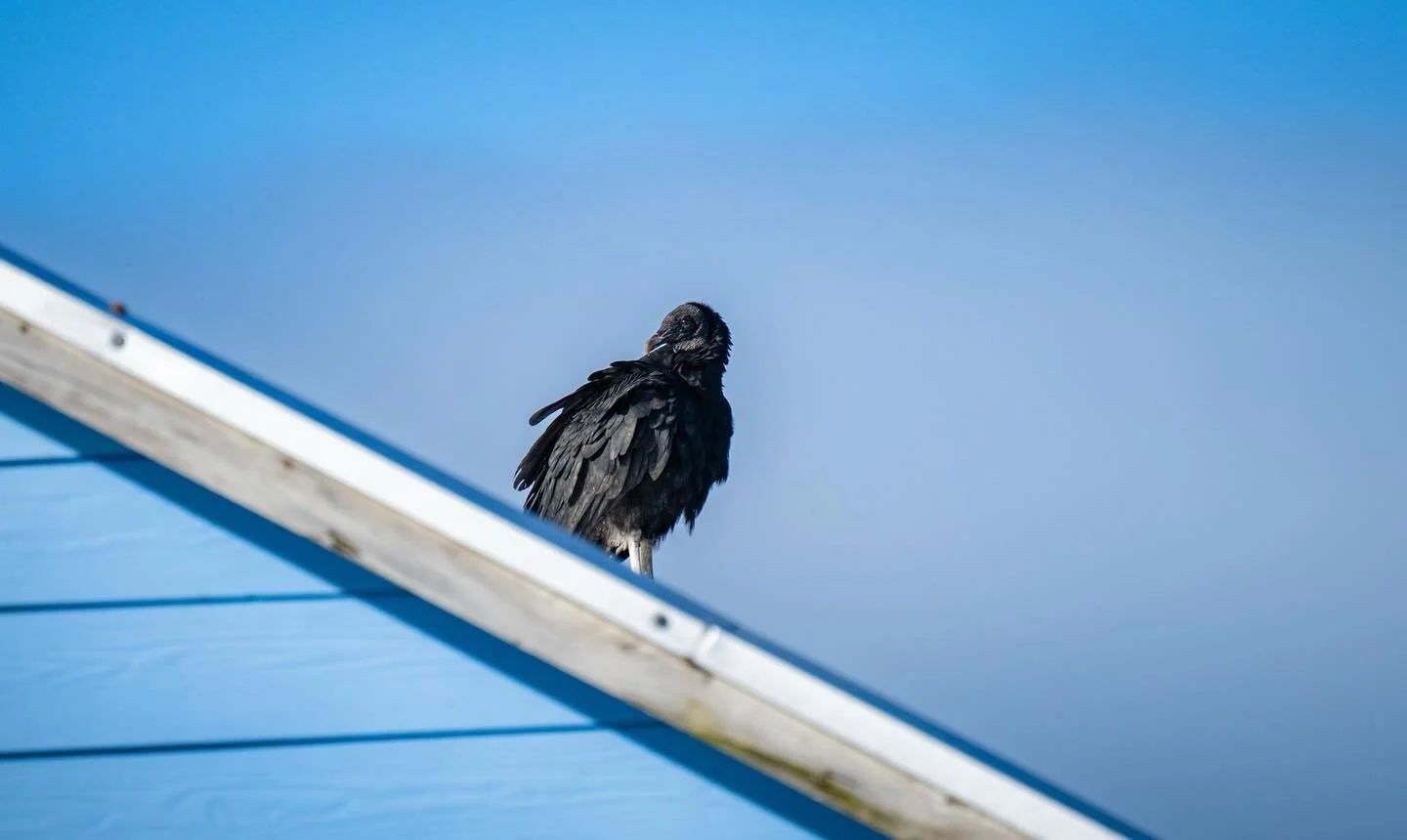 Just a few shots of the bird life seen on Chilo&eacute; island L, including pelicans, vultures, cormorants. Also some pictures still to come of albatross that I was very excited to see. I had completely forgotten seeing them was a possibility here!
C