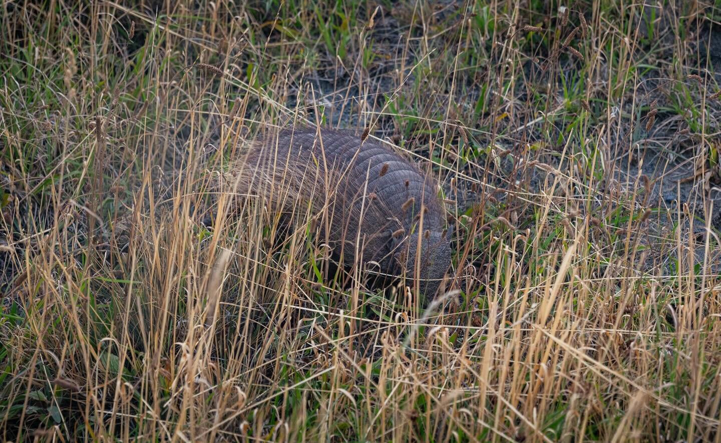 Came across this lovely little armadillo shouting around in the grass, before he ran off up the hill to new adventures. Always exciting to see new wildlife. And honestly South America keeps delivering it. 

#armadillo #wildlife #chile #adventure #odd