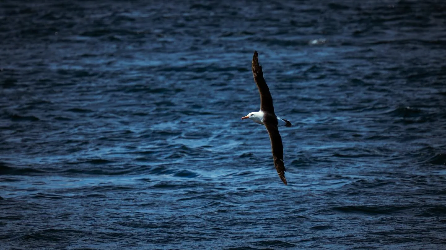 Albatross alert! Cannot describe how excited I was when we spotted this beautiful black browed albatross soaring around the boat as we crossed to chiloe island. Even more exciting as I&rsquo;d forgotten this was even a possibility on this trip! Absol