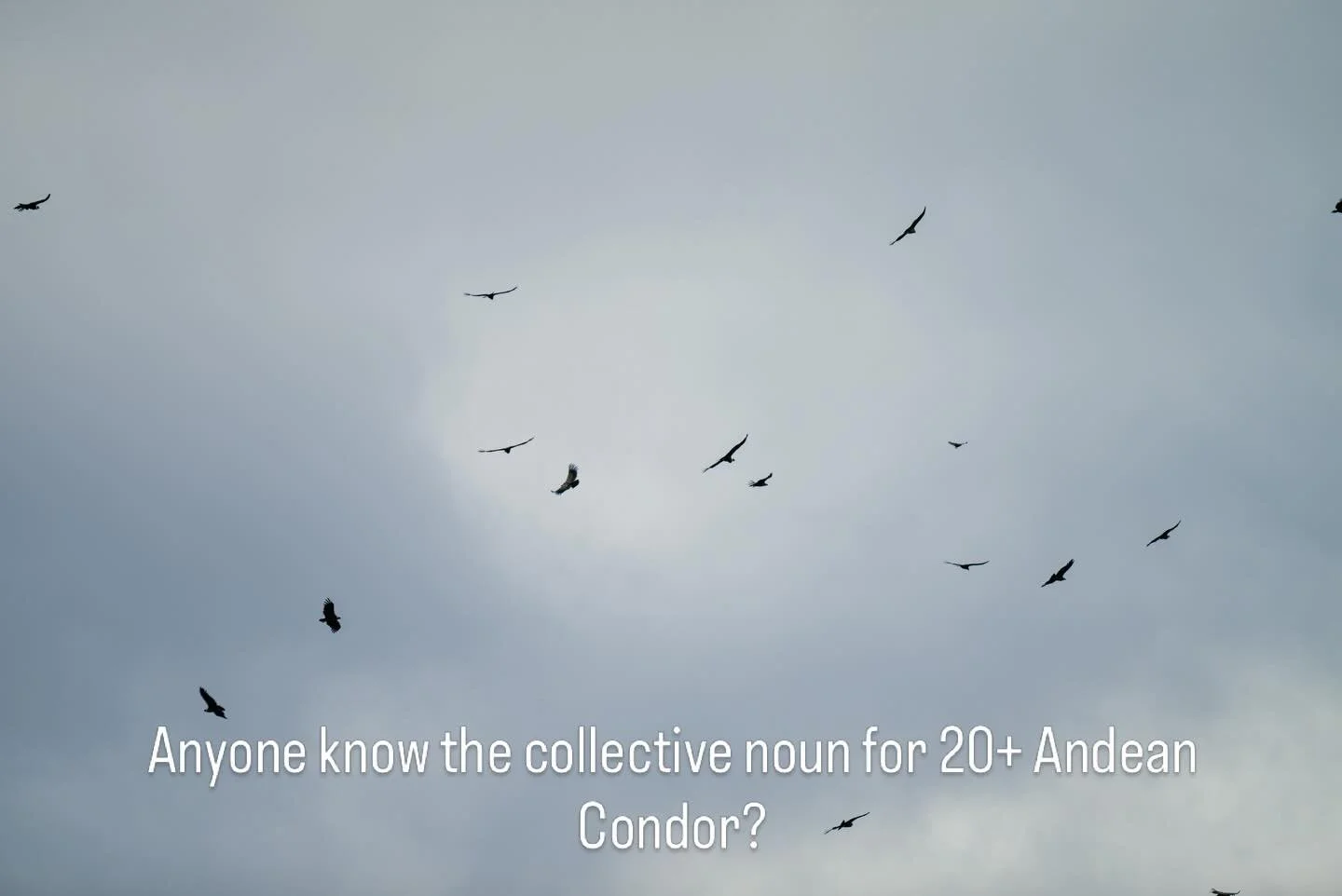 Anyone know the collective noun for condor? We came across a carcass and there was upwards of 20 of these massive birds circling and feeding from it. 
Spectacular sight to witness. 
Torres del Paine keeps delivering. 

@patagoniacamp 

#condor #birdw