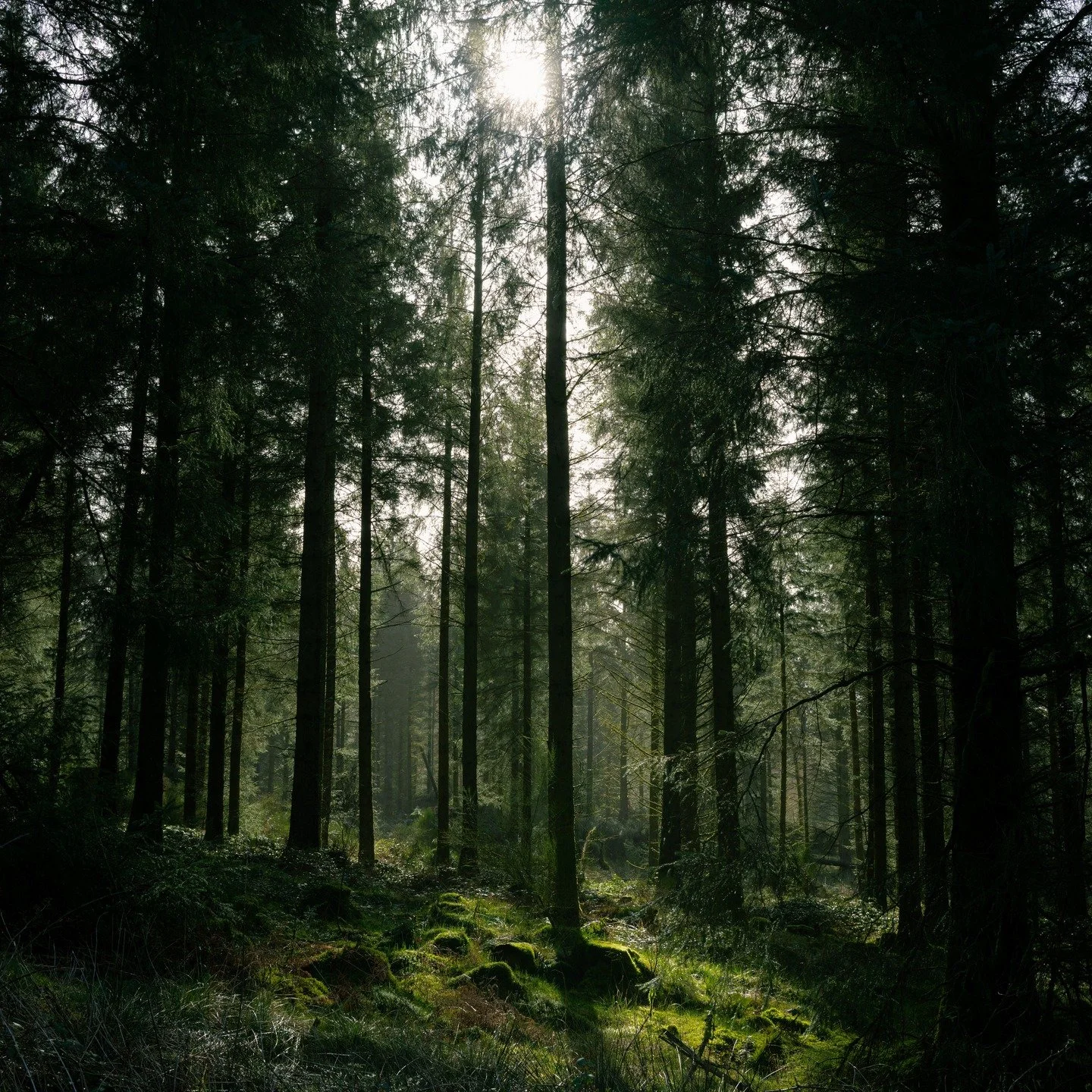 Since moving to rural stirlingshire, one of the best things has been the ability to wander through forests right on the doorstep. Nothing beats getting out easily on a sunny evening.