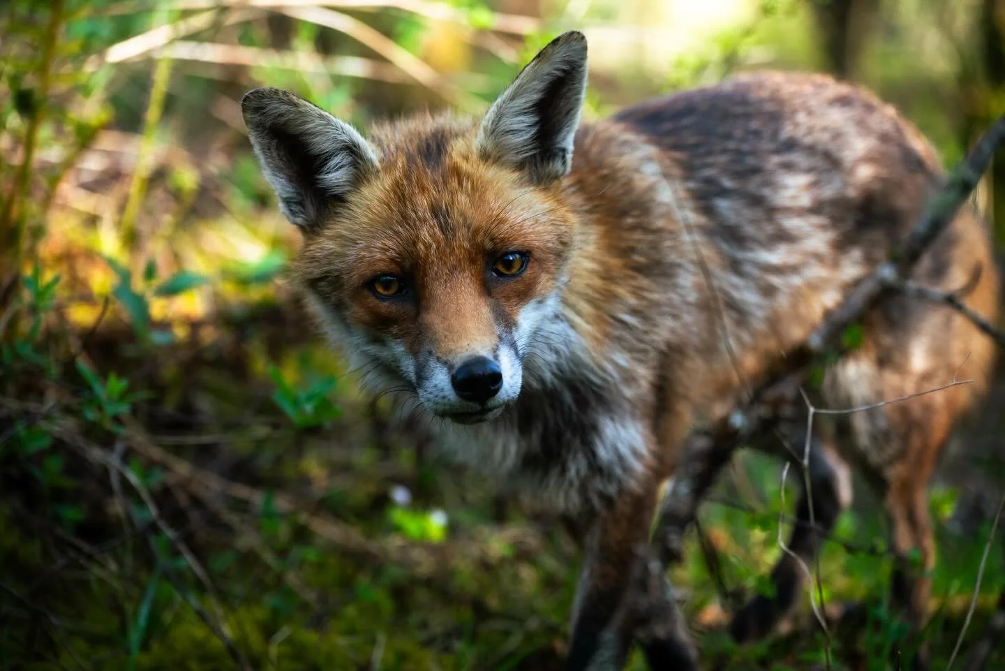 This very unbothered fox was happy to come right up to me on a forest trail and say hello. Not sure why so relaxed but very grateful for a very wholesome experience on an evening wander round a local forest. 

#wildlife #countryside #fox #nikon