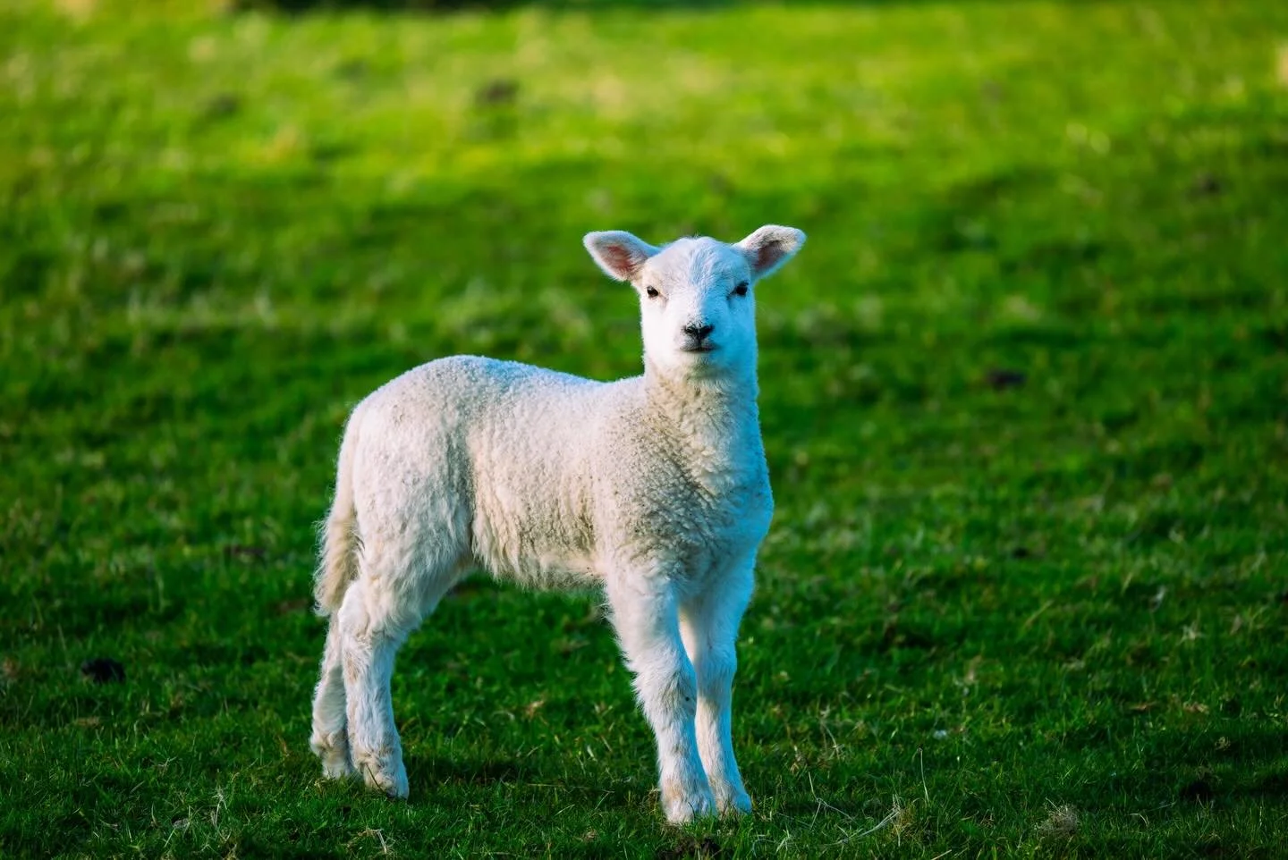 It&rsquo;s definitely spring in blairhoyle with the blossoms, lambs, wildflowers, evening light and raptors in the sky.  Some of my shots from just around my door over the last few weeks. 

#spring #local #nikon #scotland #photography