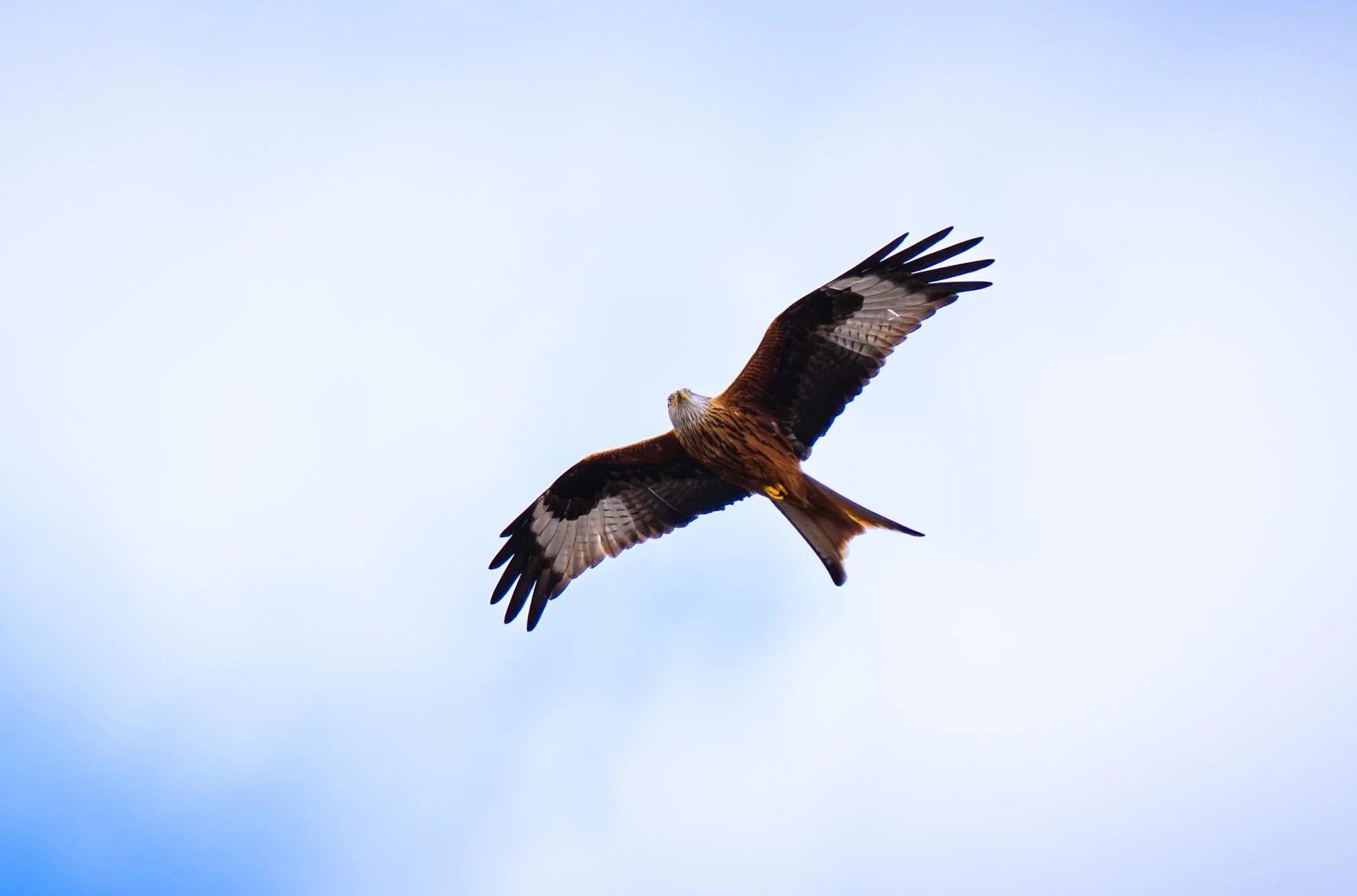 Red kites are a common sight in Stirlingshire - these birds are a success story in the uk after becoming nearly extinct before a significant recovery in the 21st century. 

#birds #photography #nikon #wildlife #scotland