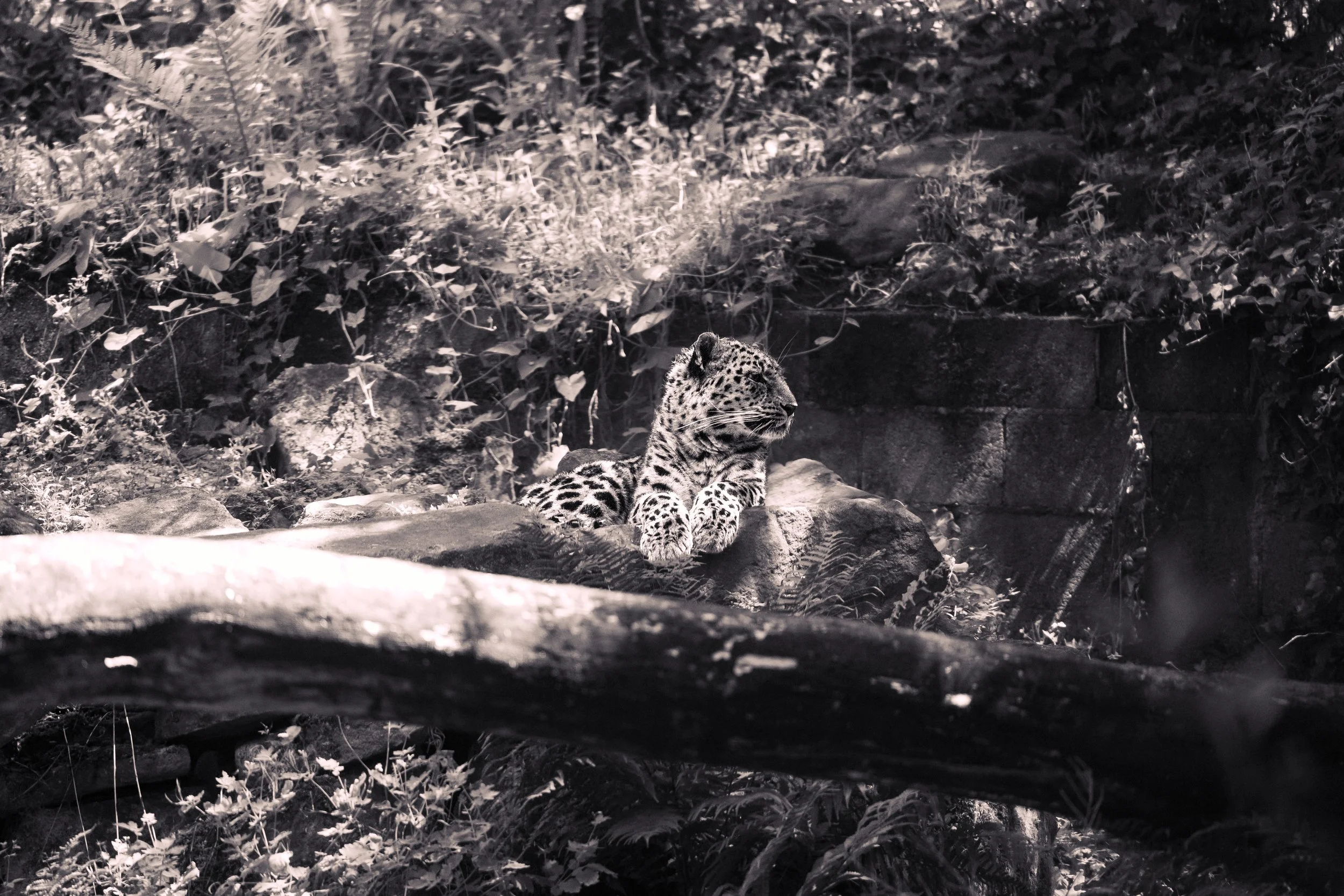 Blijdorp zoo