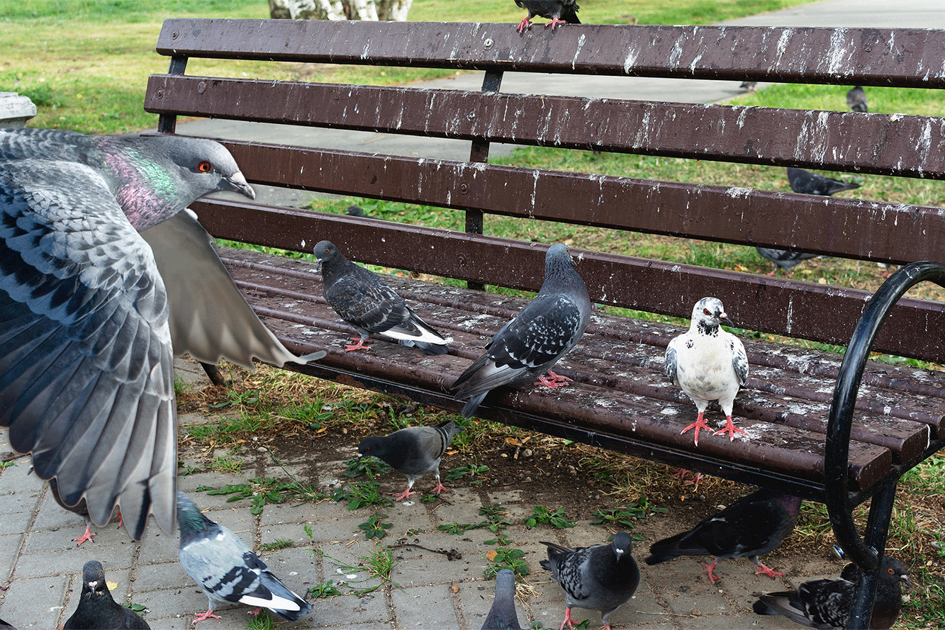 NYP story about the over overabundance of pigeon poop in Central Park. 
