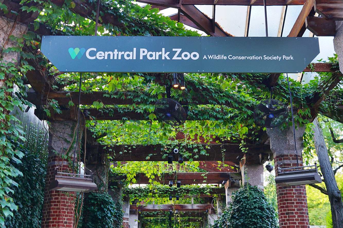 Flaco fever! Super fans track Central Park Zoo’s escapee owl all around NYC  nypost.com 