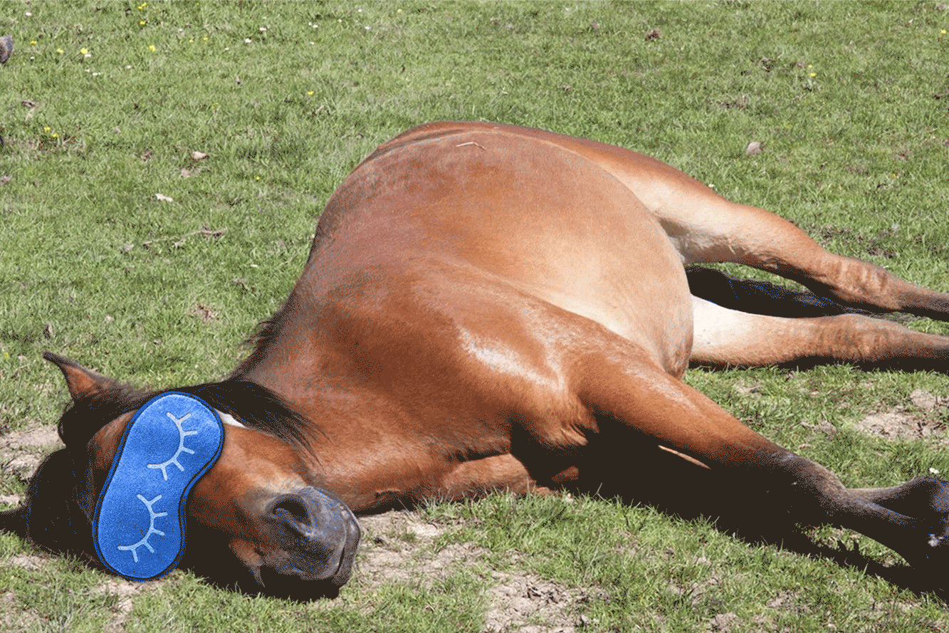 Horse given sleeping pills.