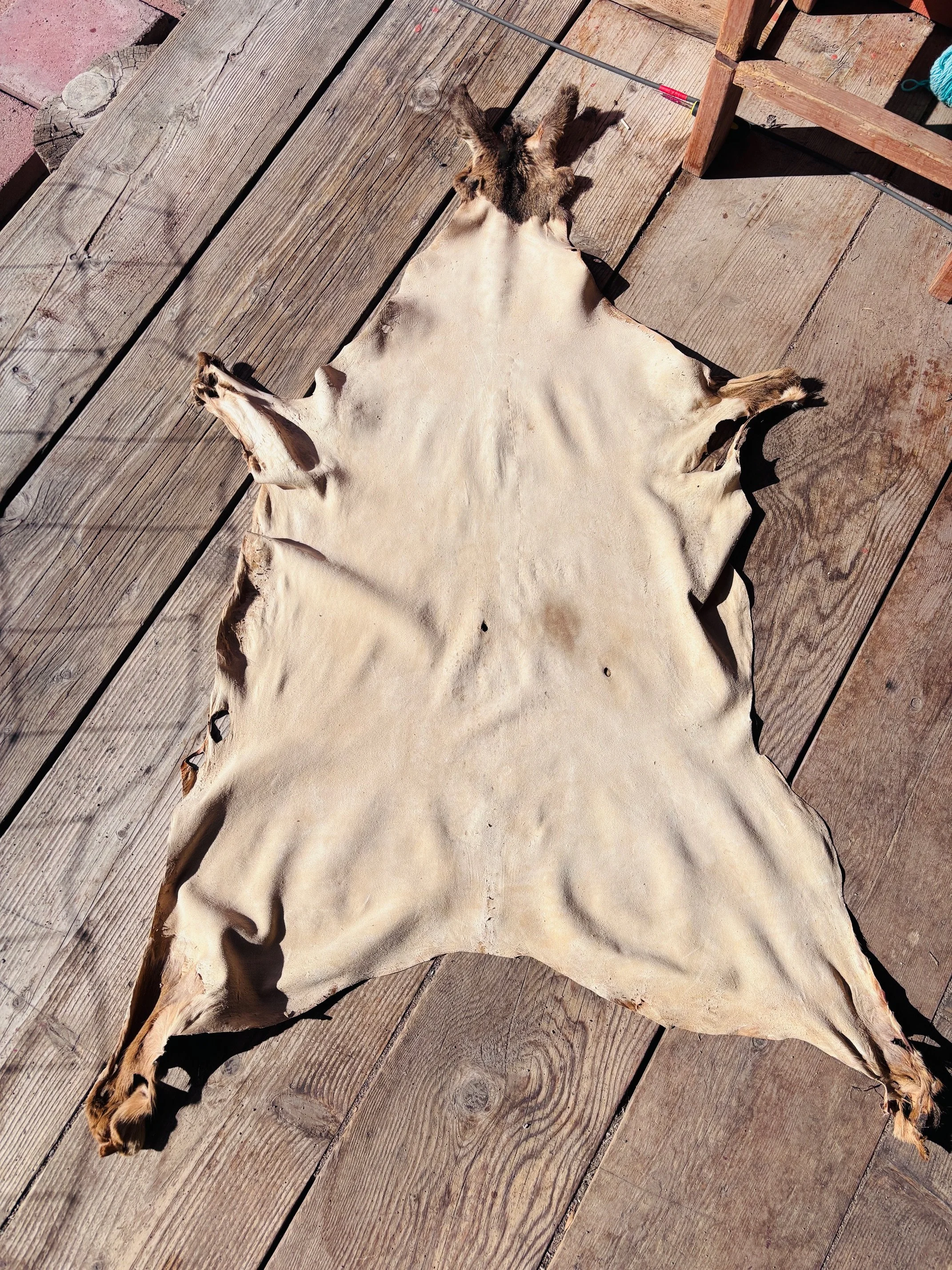 Ceremony Hide - White - Ears and Appendages