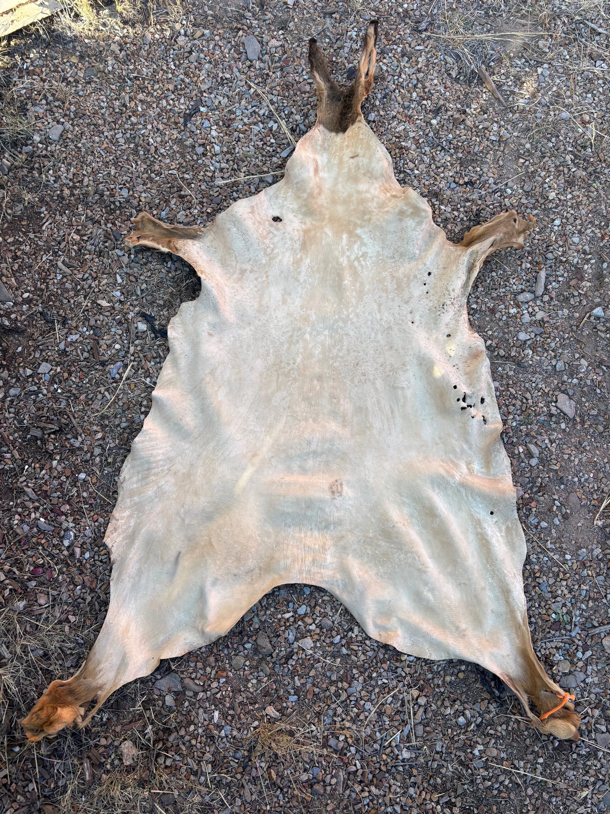 Navajo Style Ceremony Hide (3)