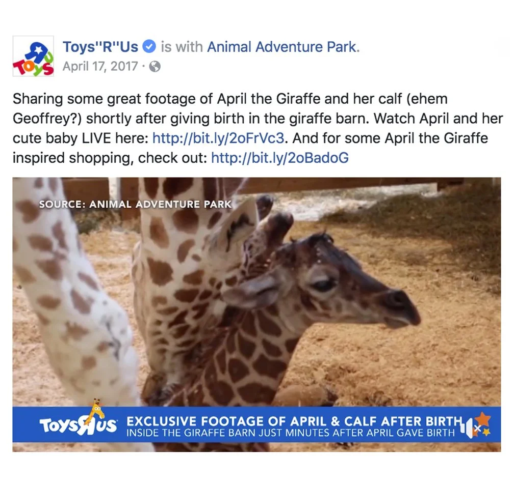 2017_0417_tru-april-the-giraffe-cute-baby-shop-now-no-rule-lr.jpg