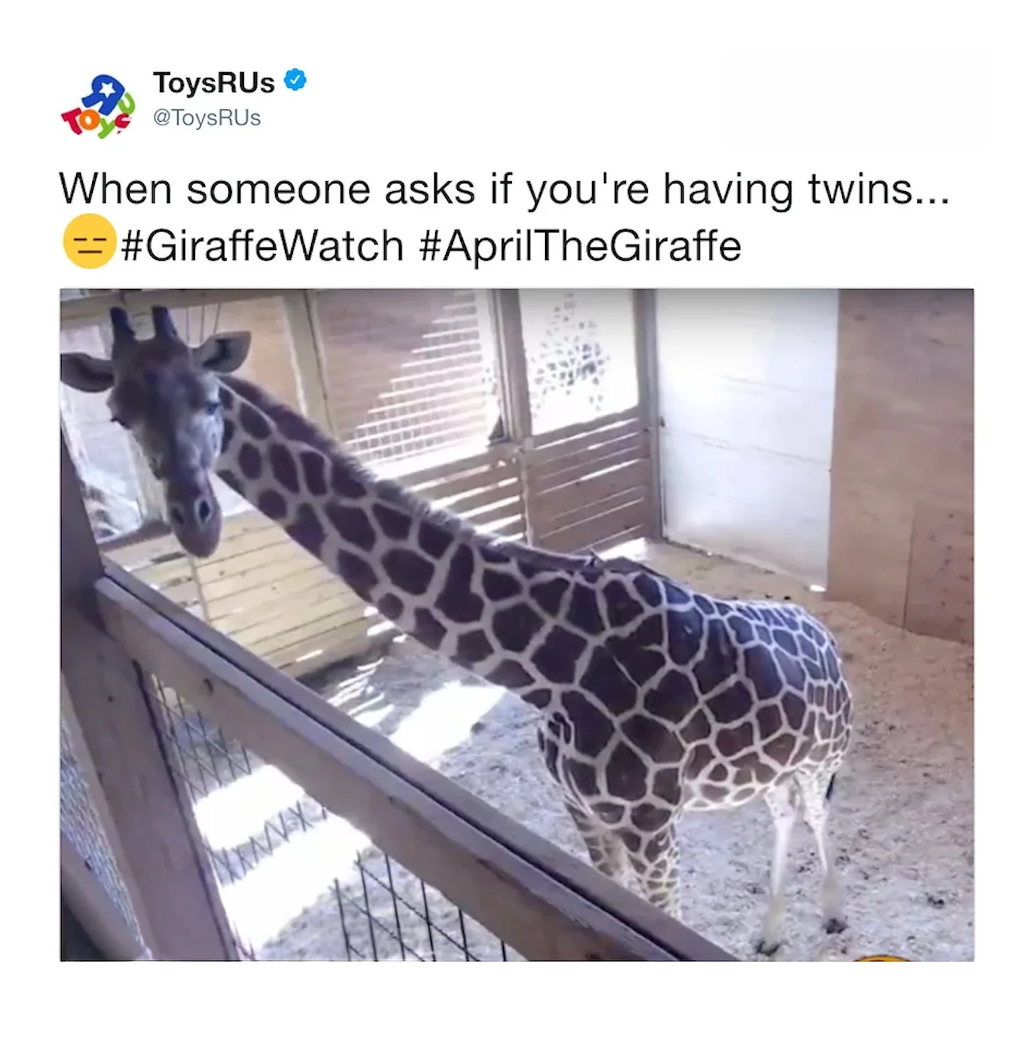 bru-april-the-giraffe-when-someone-asks-about-twins.jpg