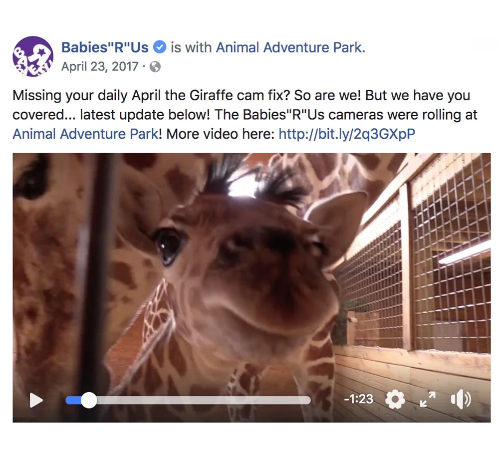 2017_0423_bru-april-the-giraffe-missing-daily-cam-fix-2.jpg