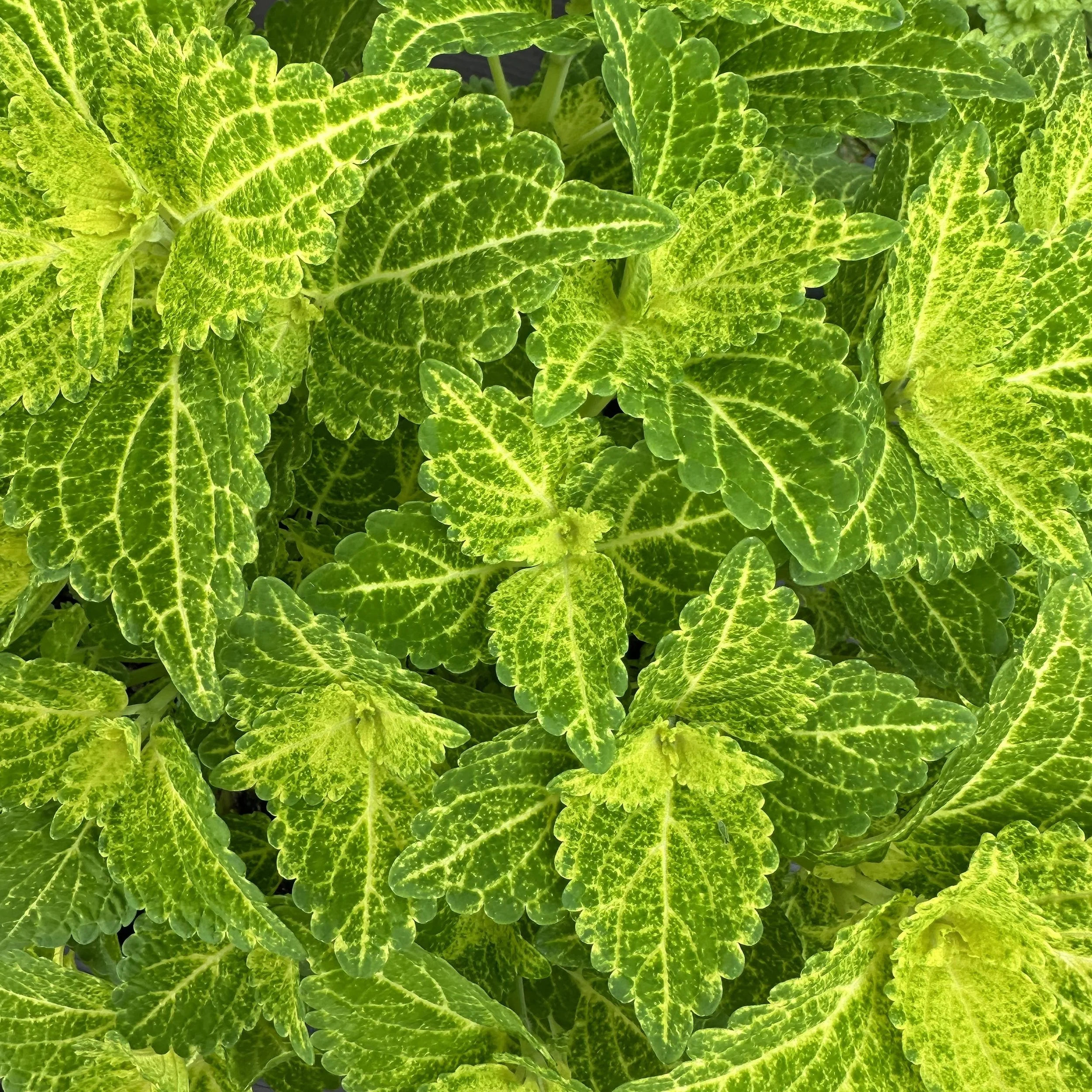 Patterns and systems