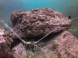 Martini Rock Fujairah 