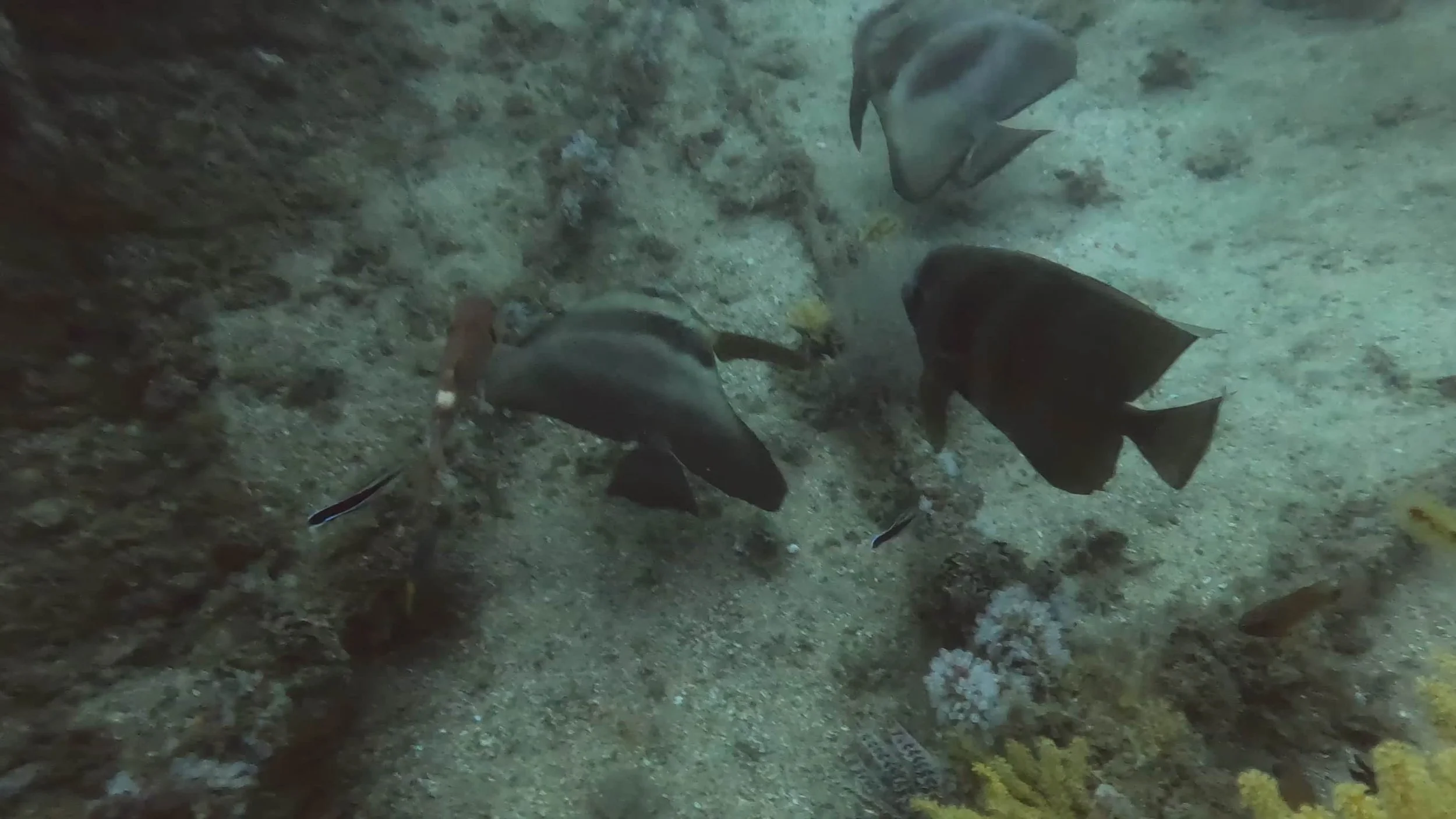 Snoopy Deep Reef Scuba Diving GPS location  