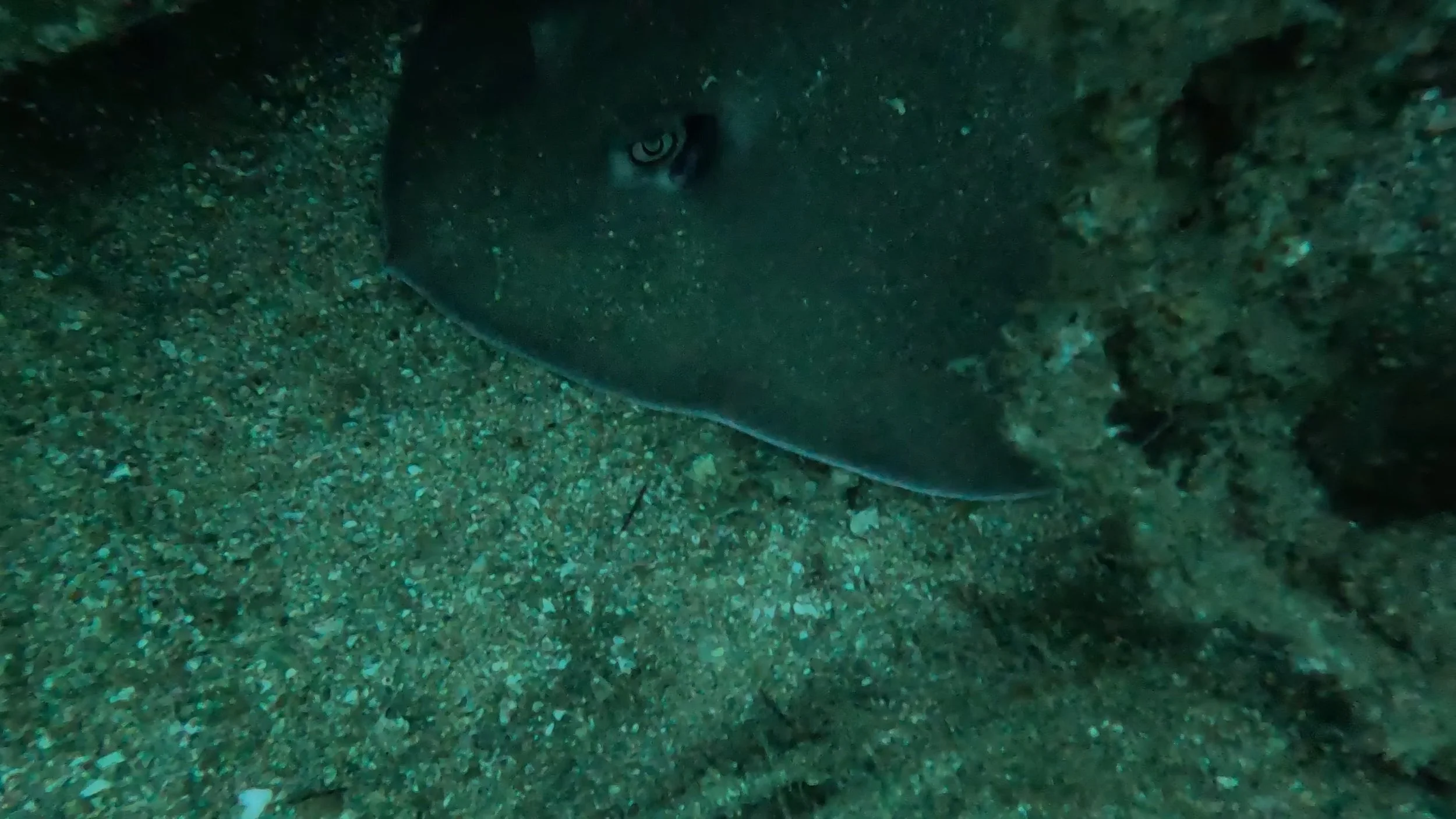 Snoopy Deep Reef Scuba Diving GPS location  