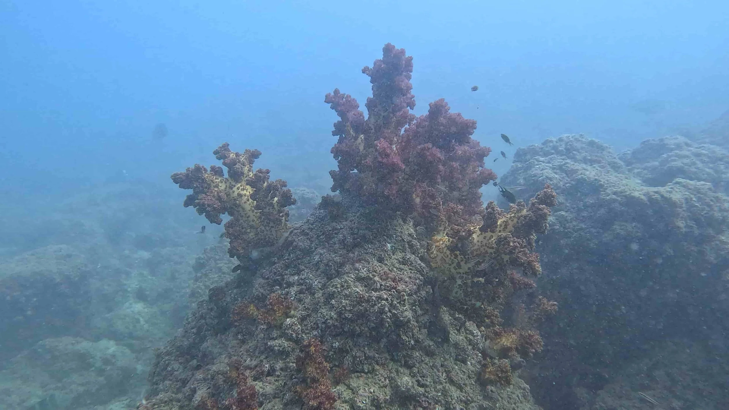 Martini Rock Fujairah 