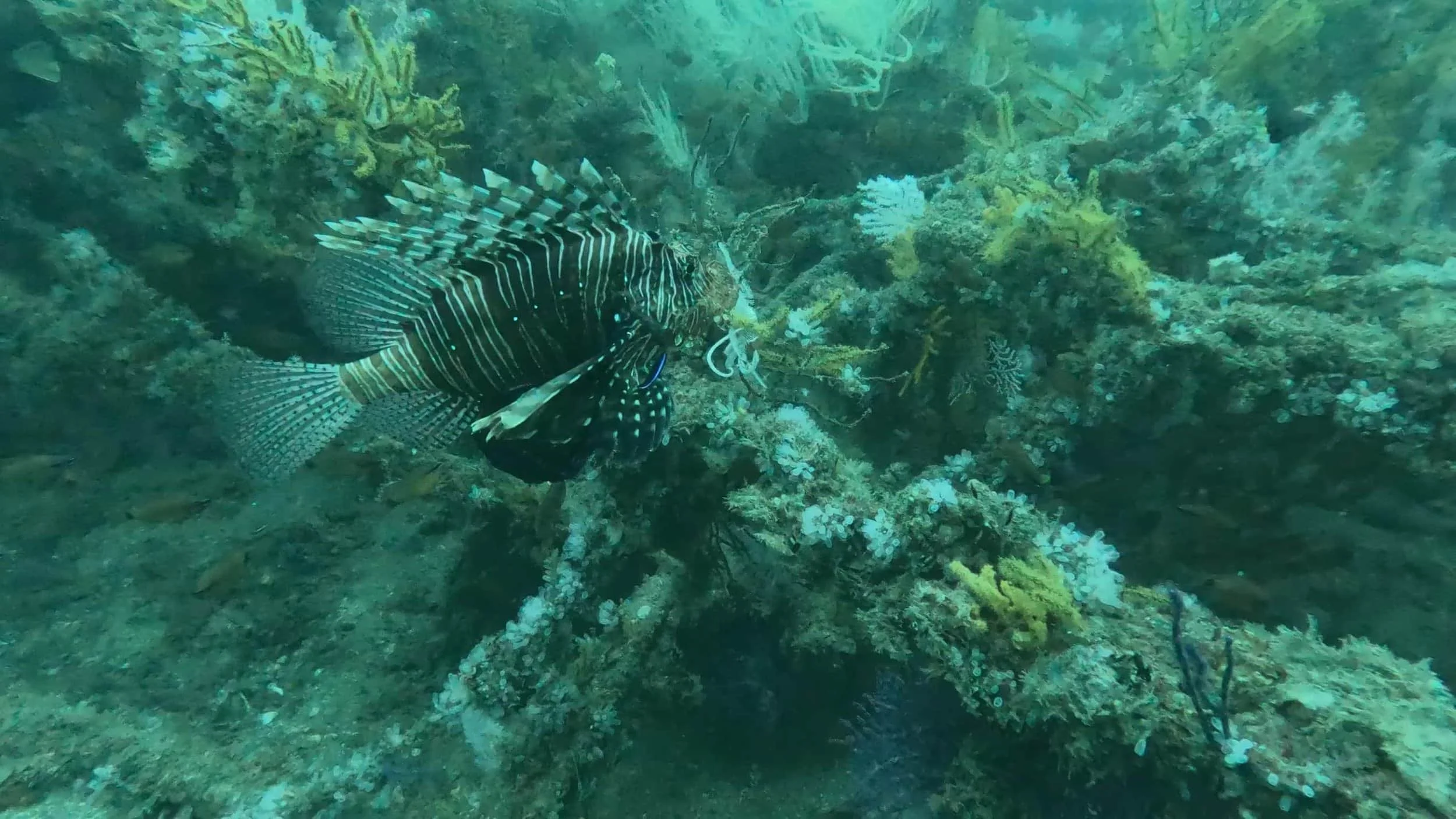 lion Fish Snoopy Deep Reef Scuba Diving GPS location  