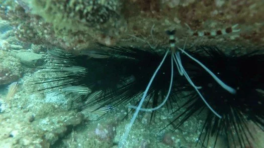SharmRockshrimp,locationsofbestscubadiving.jpg