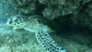 locationsofbestscubadiving,sharmRockturtule.jpg