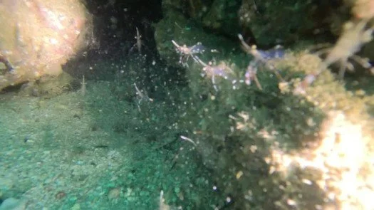 Sharm+Rock+Ghost+shrimp,locations+of+best+scuba+diving+ (1) (1).jpg