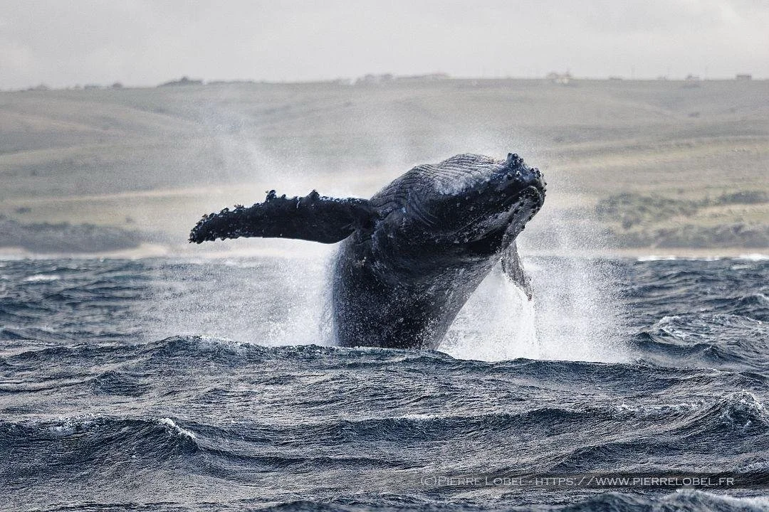 Whale in South Africa