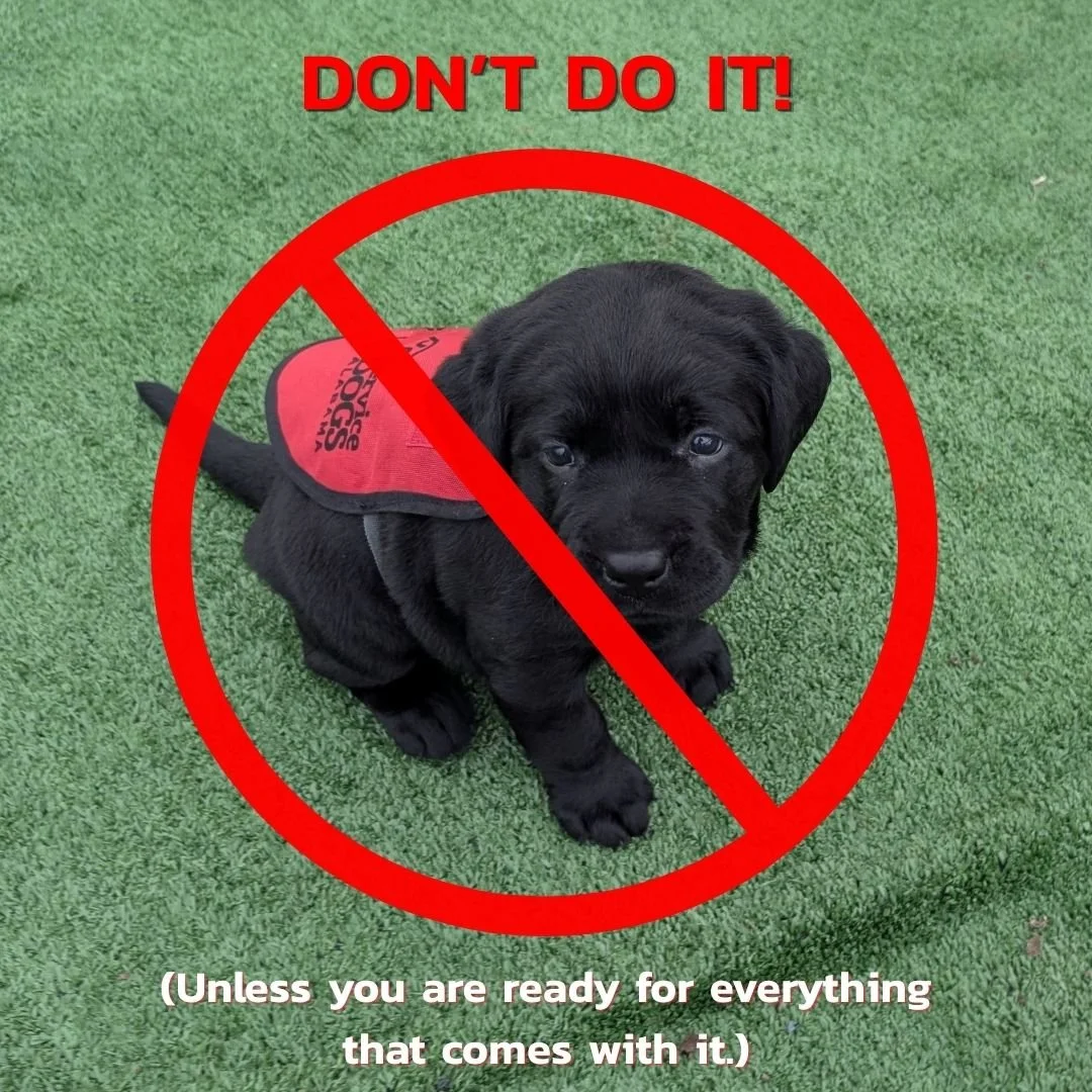 5 Reasons You Should NOT Become a Puppy Raiser (Unless...)