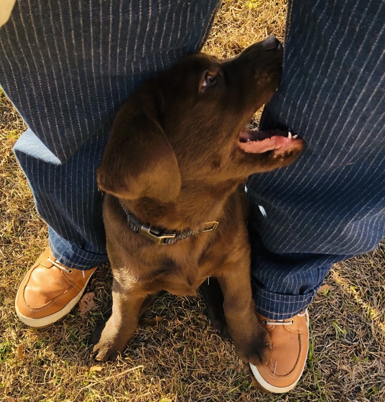 Puppy Raising: The Joy, The Chaos, The Love