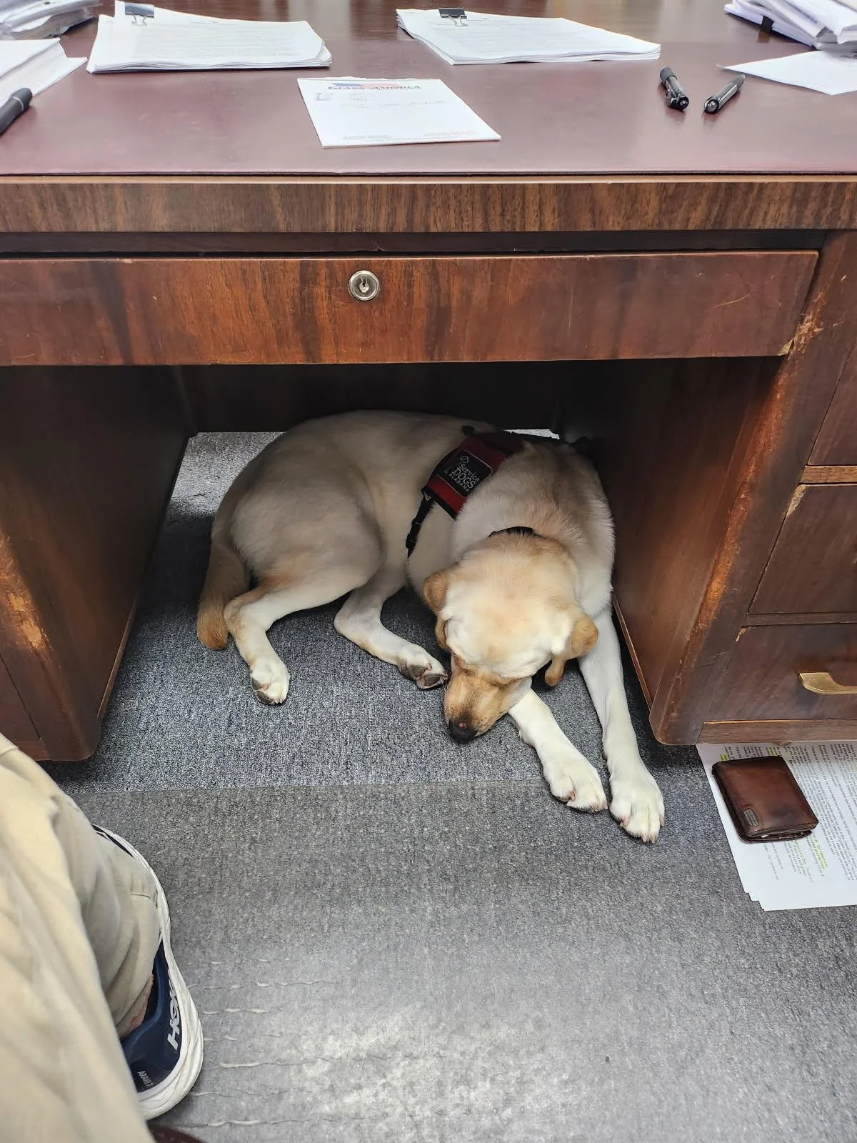 Four Paws on the Job: A Day at Work with a Service Dog in Training ...