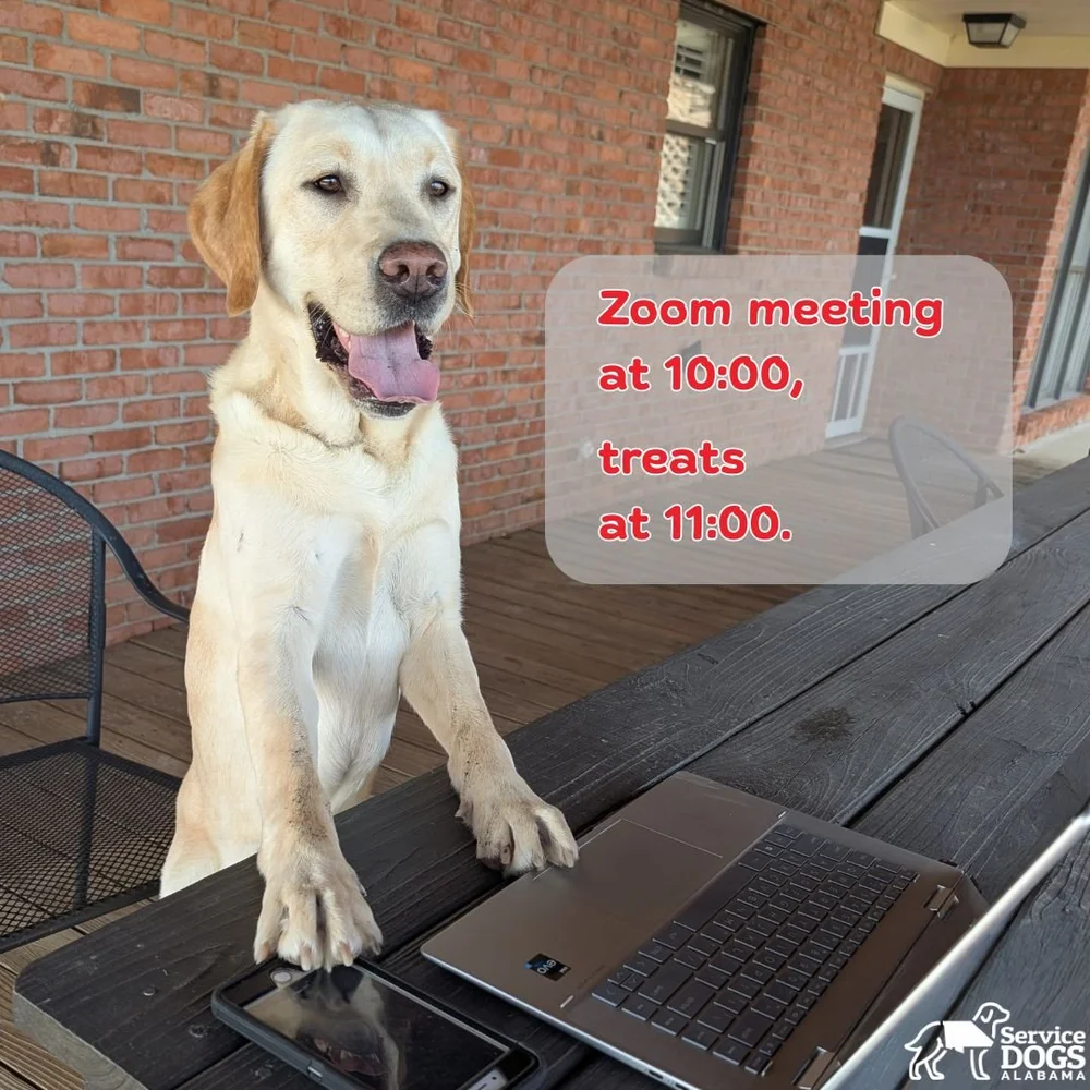 Four Paws on the Job: A Day at Work with a Service Dog in Training ...