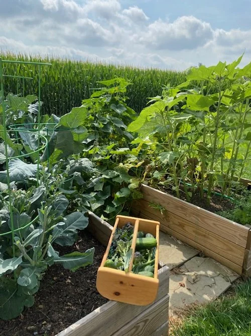 lush outdoor garden in front of corn field