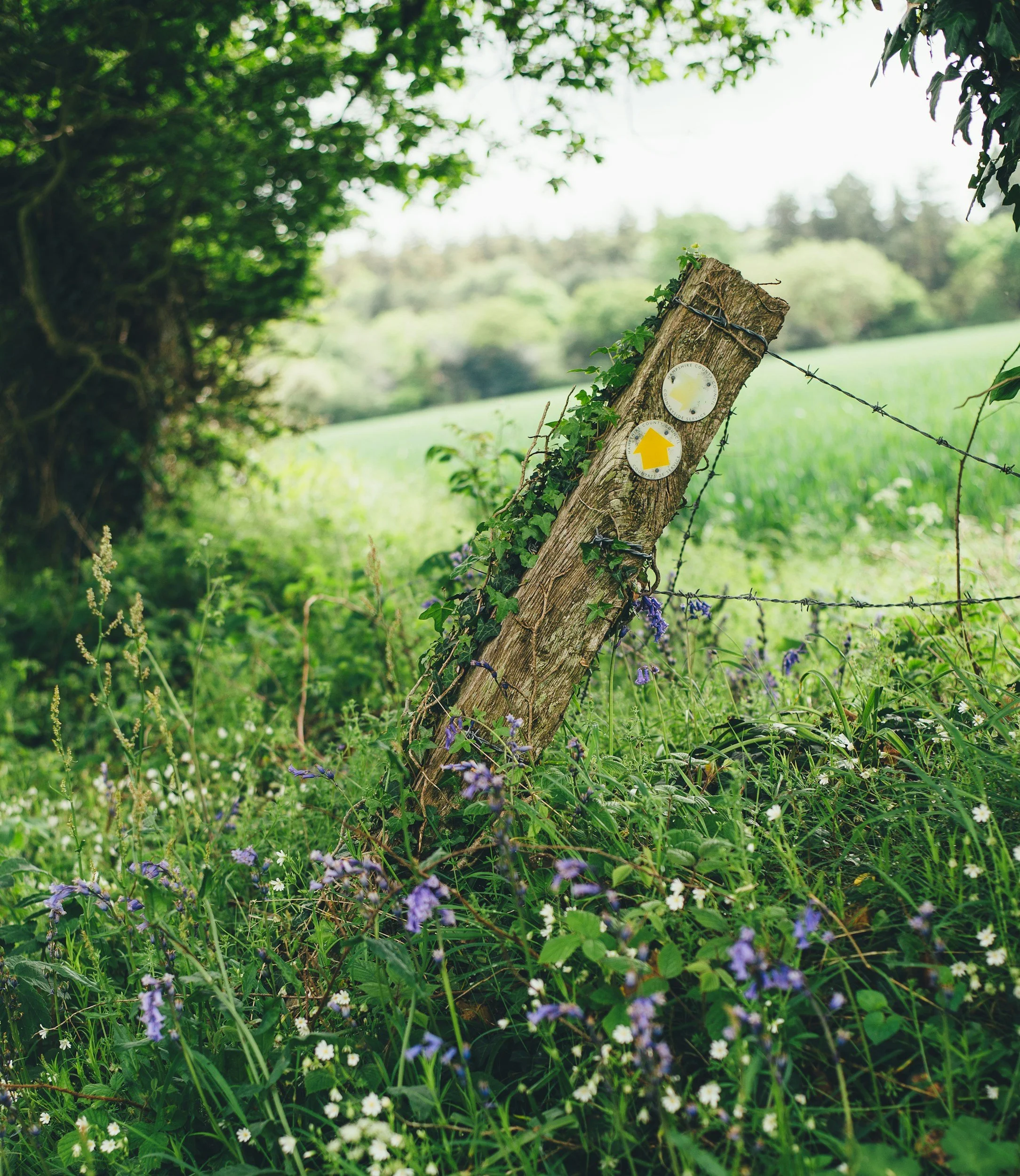Close-up view of a wooden fence post with barbed wire and green ivy, surrounded by wildflowers and lush foliage in a rural landscape.
