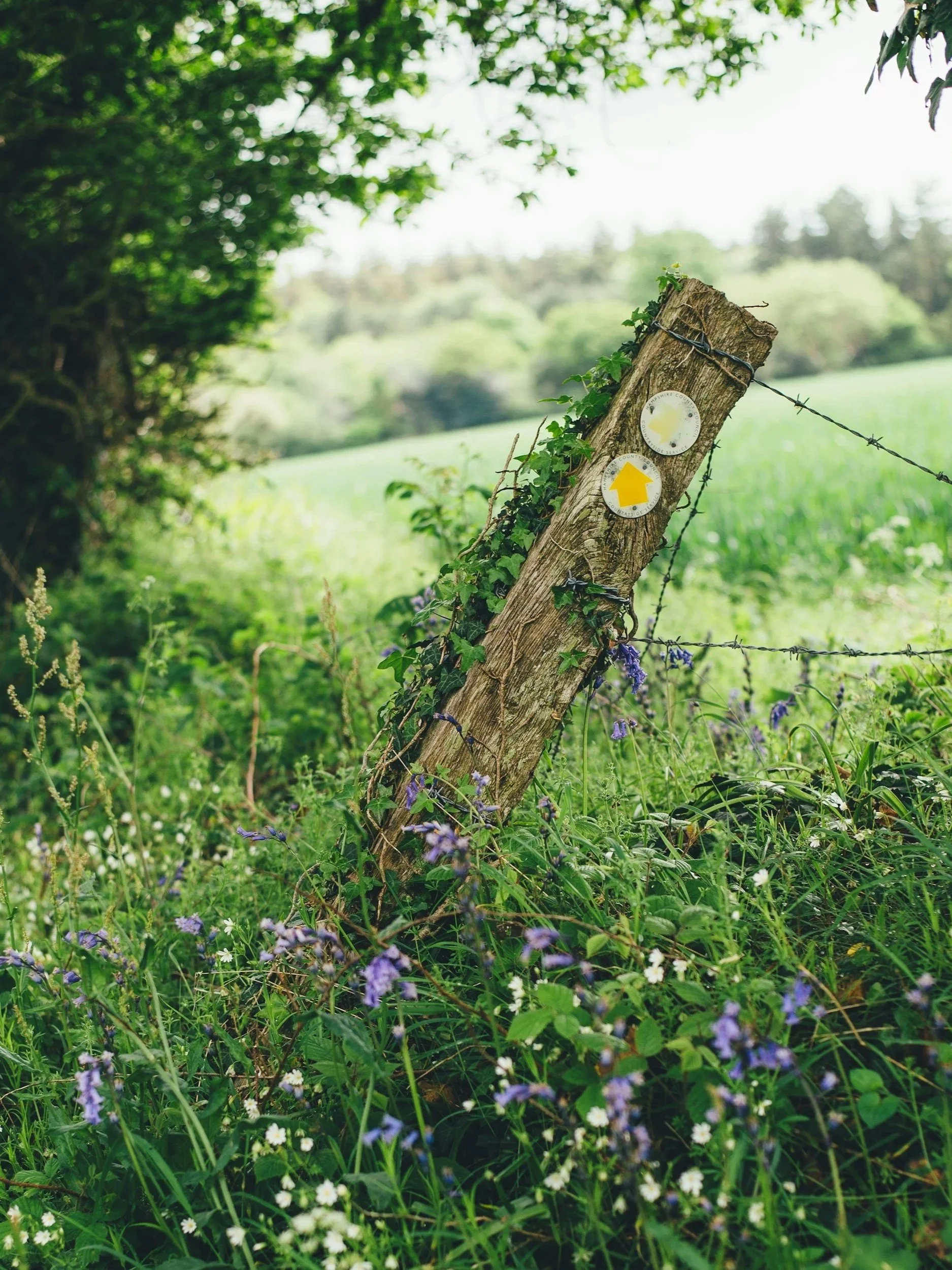 A wooden fence post leaning at an angle, with barbed wire, surrounded by green foliage and purple and white wildflowers, with a field and trees in the background.
