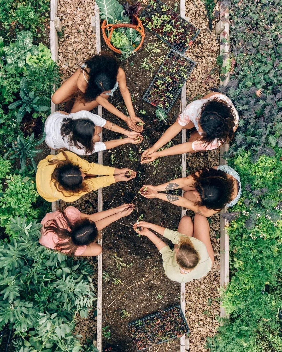 A group of nine people planting seedlings in a garden bed, seen from above, surrounded by various green plants.