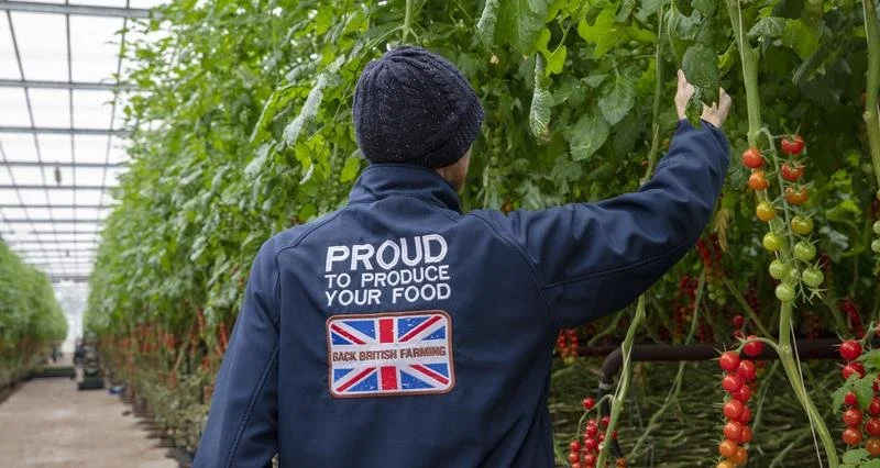 A person wearing a blue jacket and black beanie inspecting tomato plants in a greenhouse.