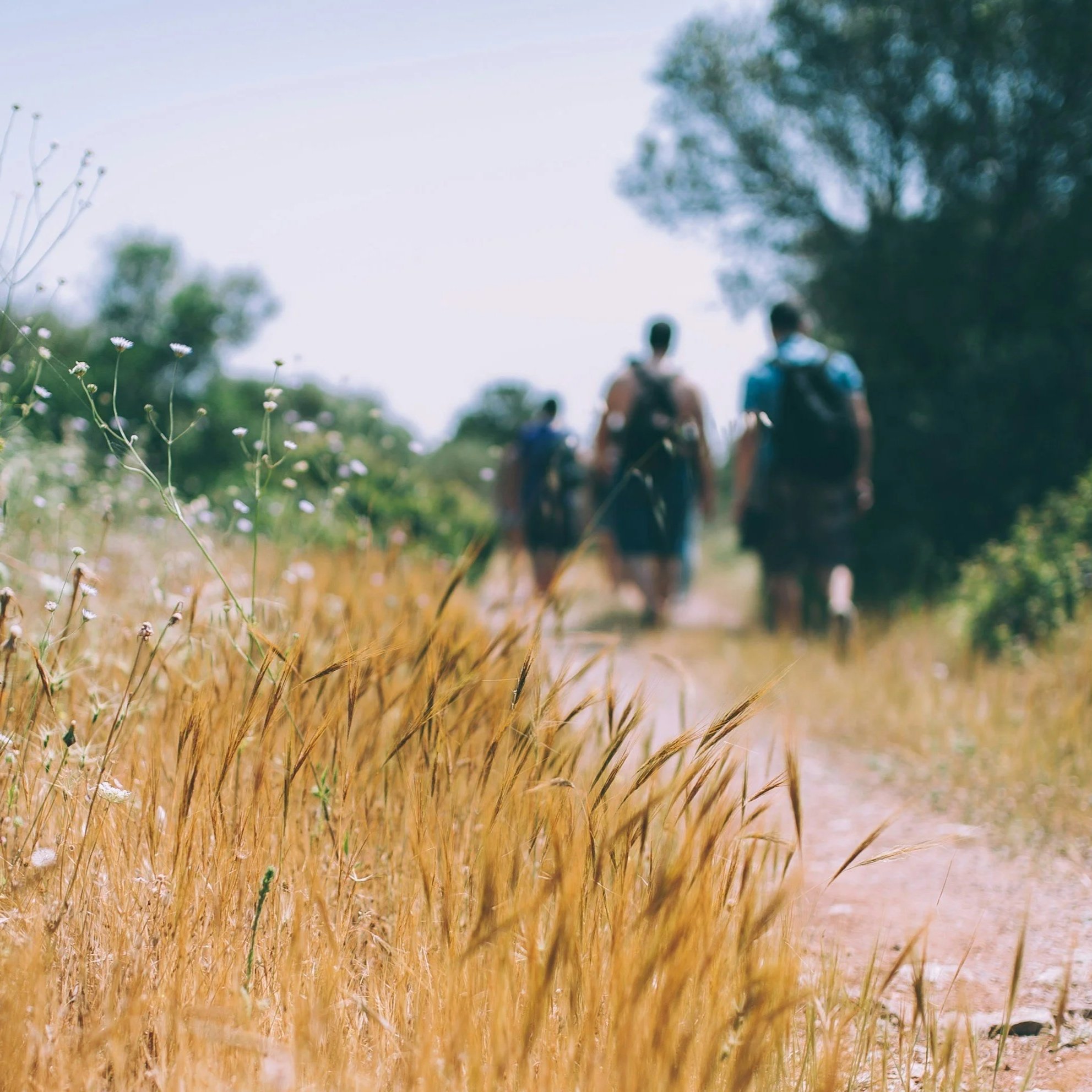 A blurred outdoor scene with tall grass in the foreground and several people walking away, surrounded by trees with a clear sky above.