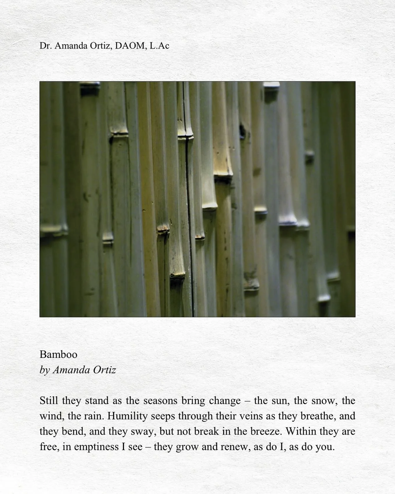 Bamboo
by Amanda Ortiz 

Still they stand as the seasons bring change &ndash; the sun, the snow, the wind, the rain. Humility seeps through their veins as they breathe, and they bend, and they sway, but not break in the breeze. Within they are free, 