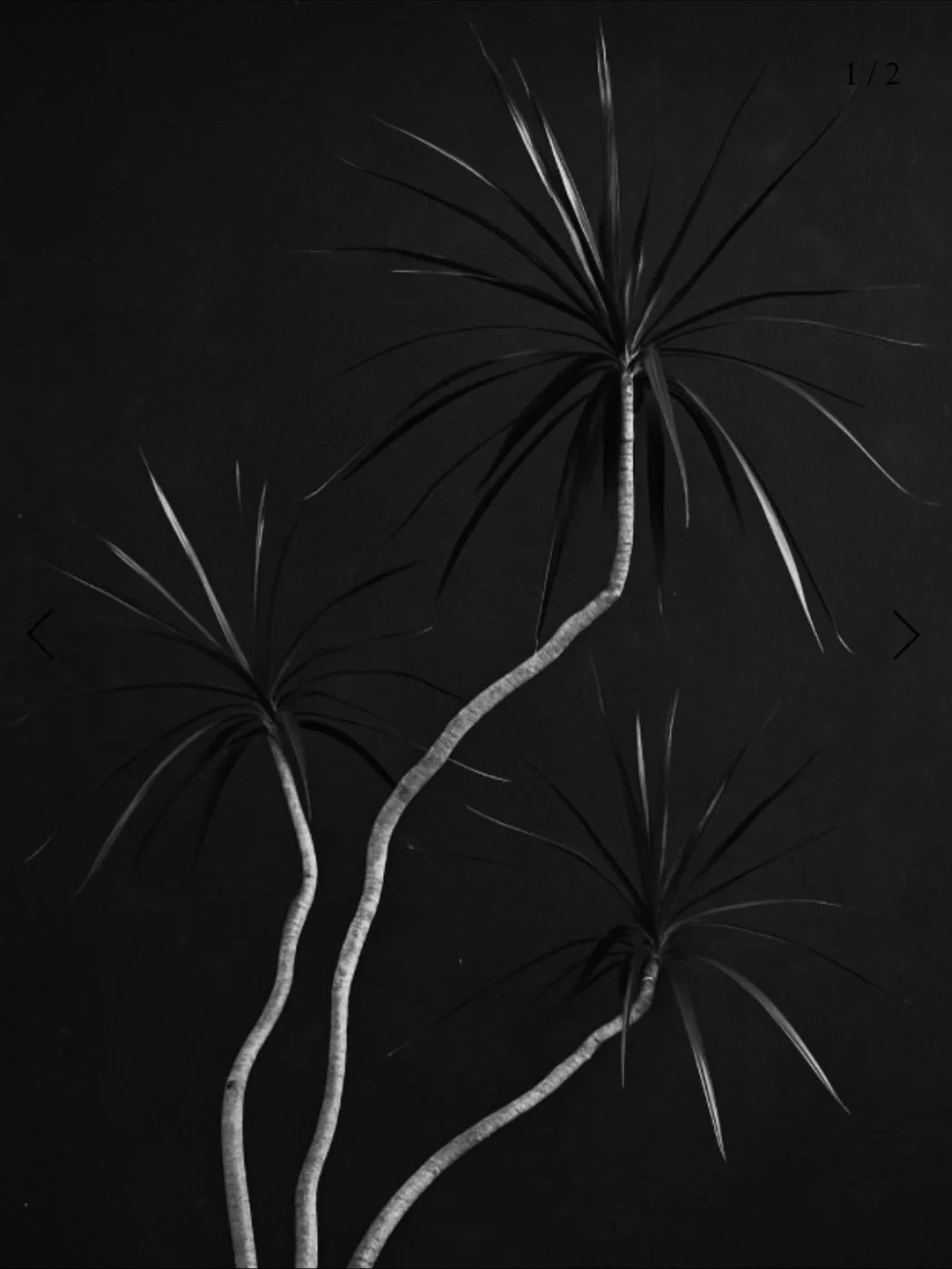 Untitled No. 2 - Dracaena Study (Downloadable Print)

A quiet study of natural form, Untitled No. 2 captures the sculptural lines of the dracaena in monochromatic black and white tones. 

To purchase, please visit www.dramandaortiz.com or click the l