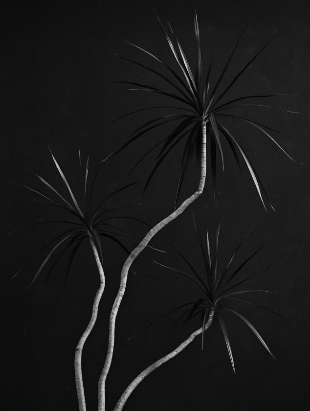 Untitled No. 2 - Dracaena Study (Downloadable Print)