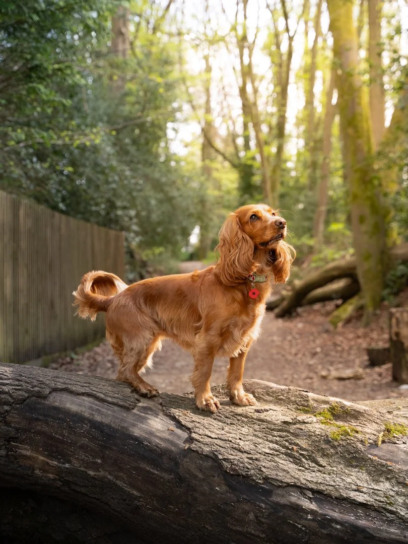 A small brown dog with floppy ears standing on a fallen tree trunk in a forested area, looking upward with a cautious expression, illuminated by sunlight filtering through the trees.
