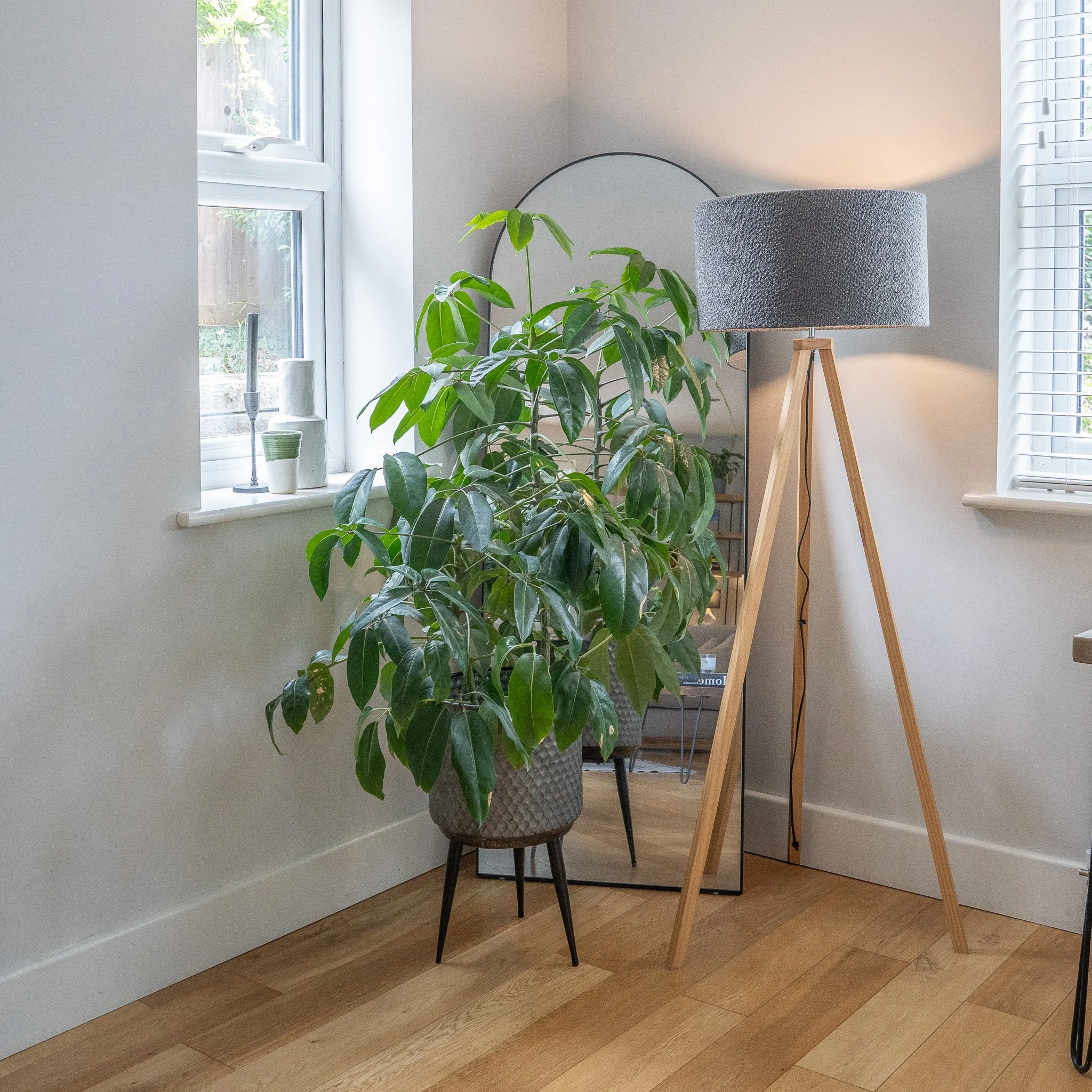 A tall green houseplant in a decorative pot on a small black stand. Next to it, a wooden tripod floor lamp with a gray lampshade. Behind them, a round mirror leans against the wall. There are two windows with white blinds, letting in natural light, a