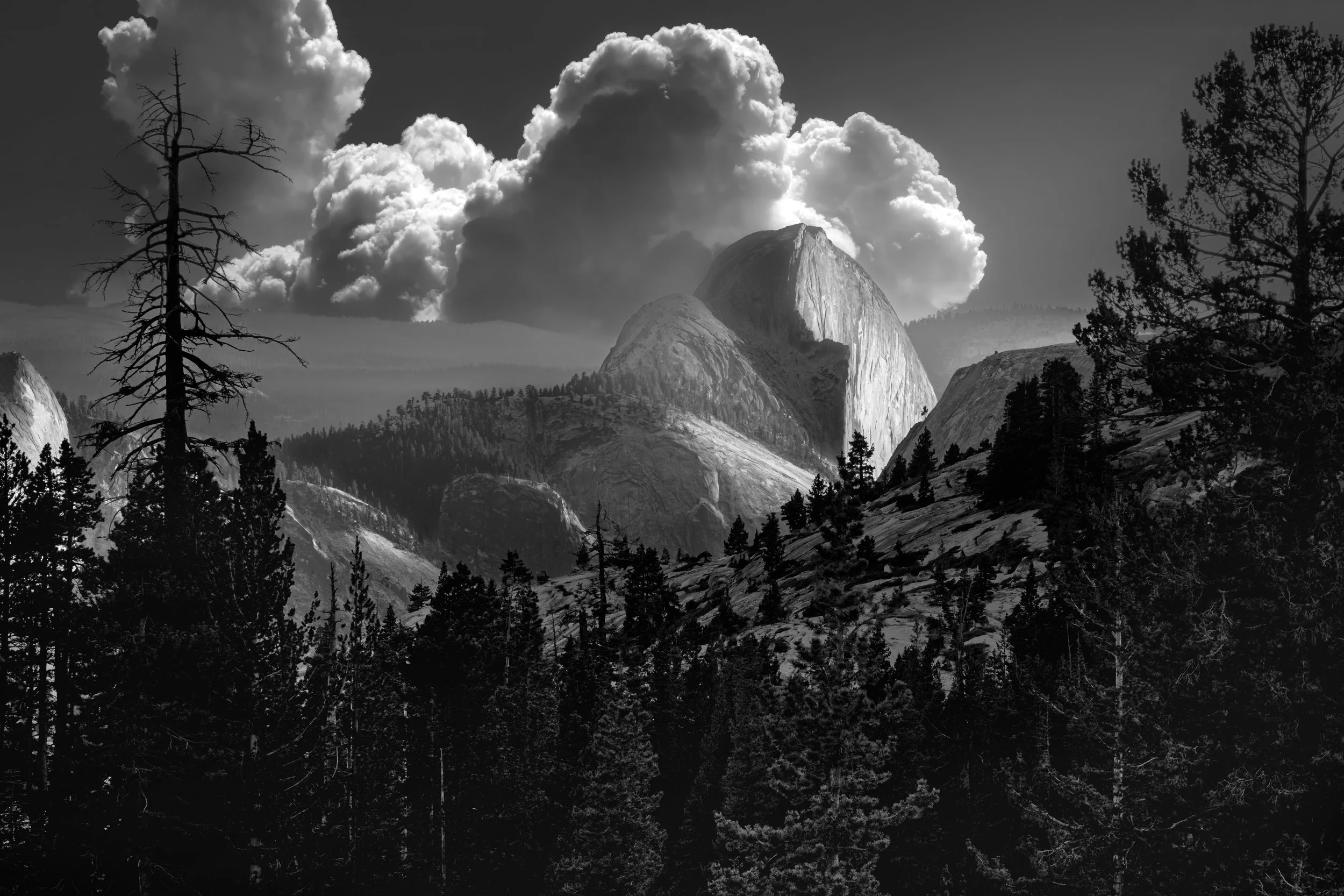 Sentinel of the Sierra.jpg
