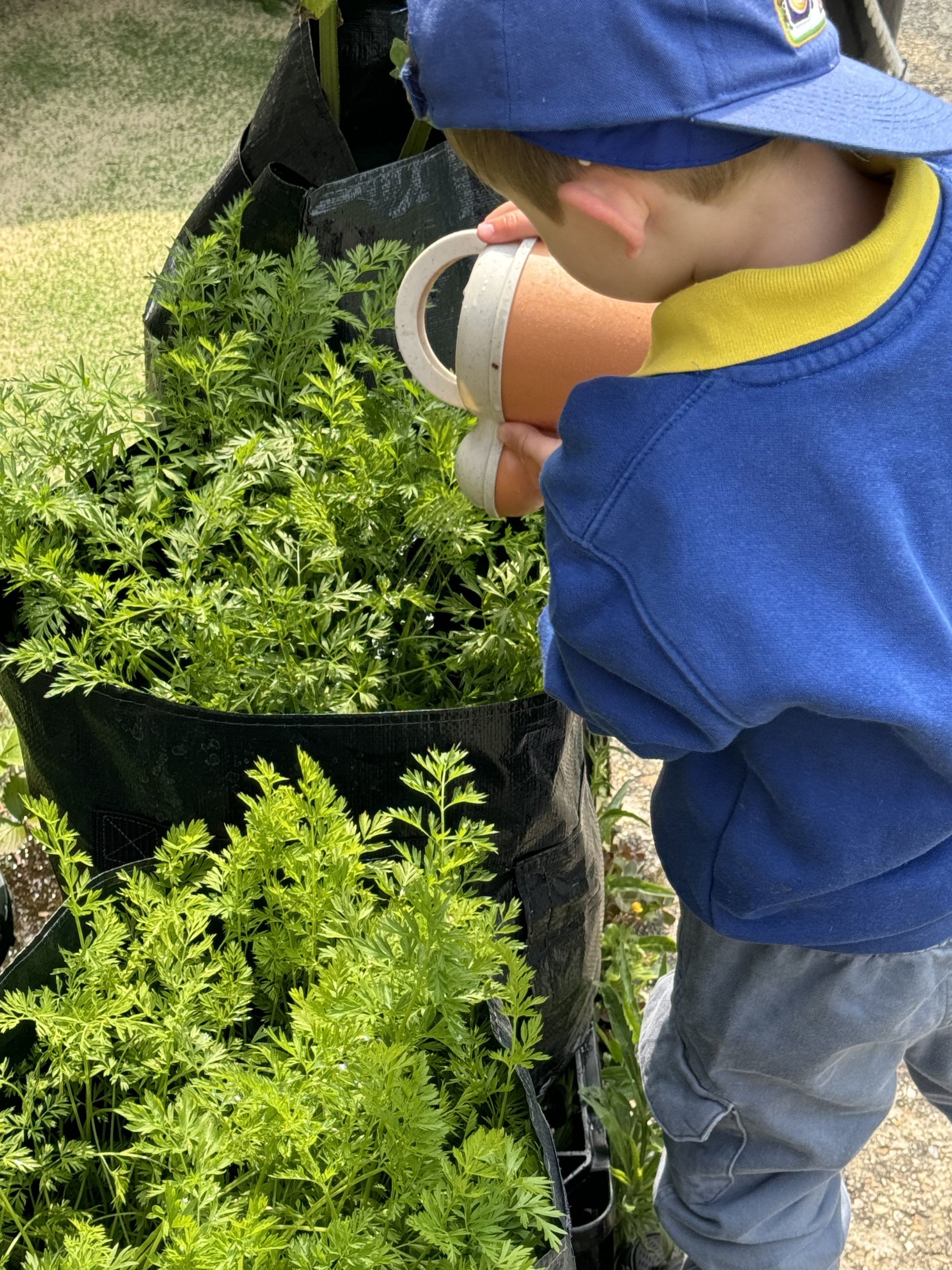 A young child with a blue shirt and gray pants is watering green plants with a white watering can in a garden.