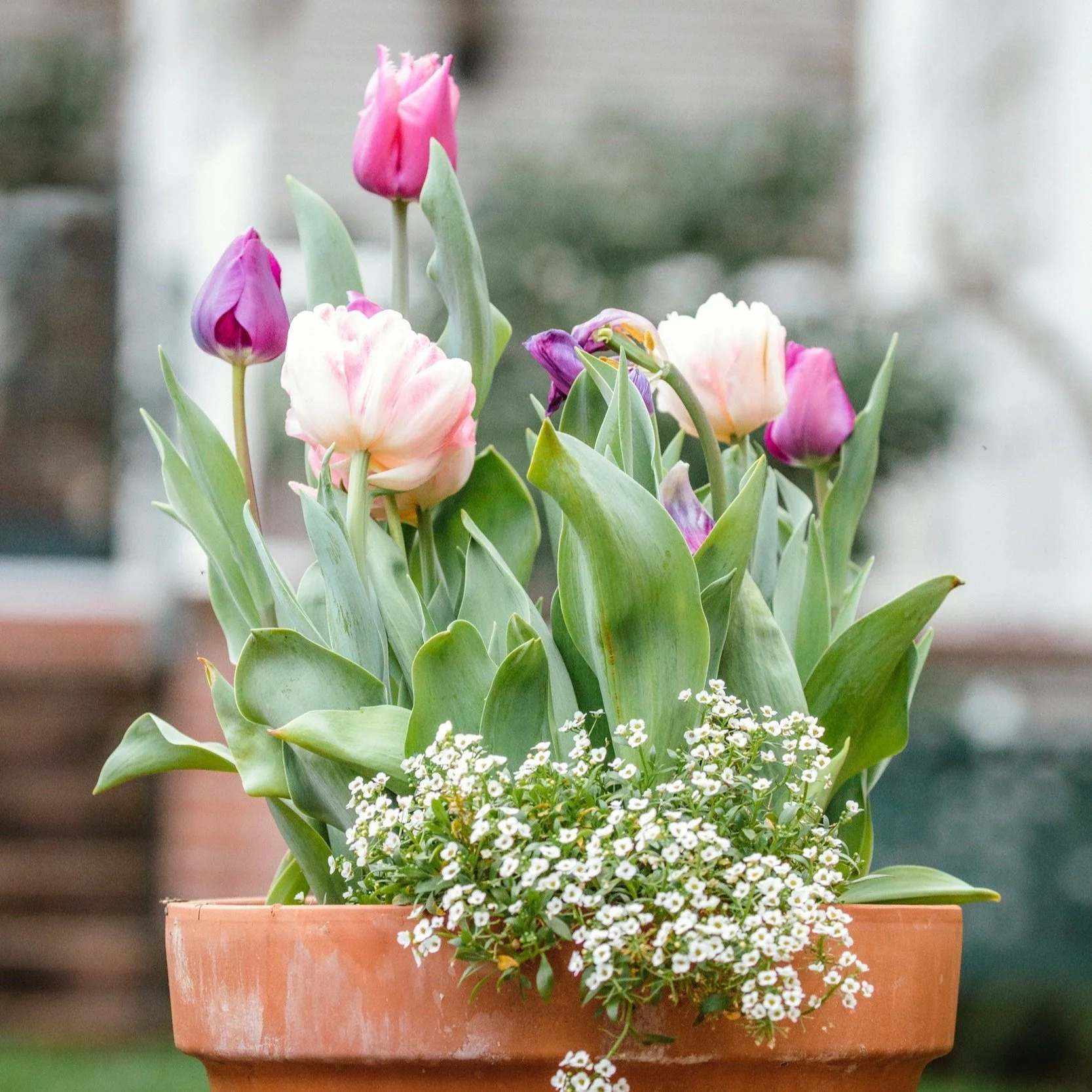 Kruka med tulpaner i rosa och lila.